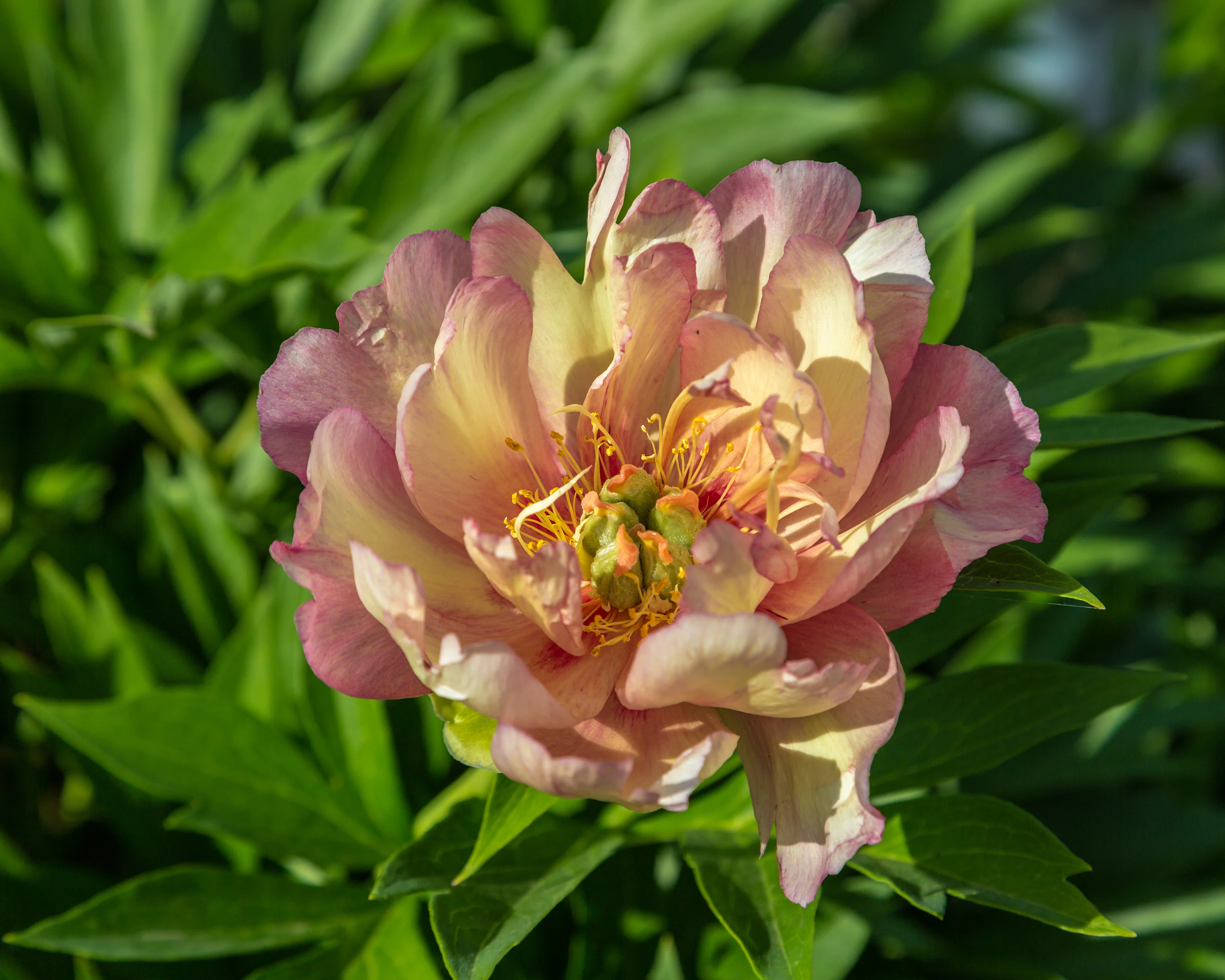 Paeonia 'Julia Rose' - Image 5