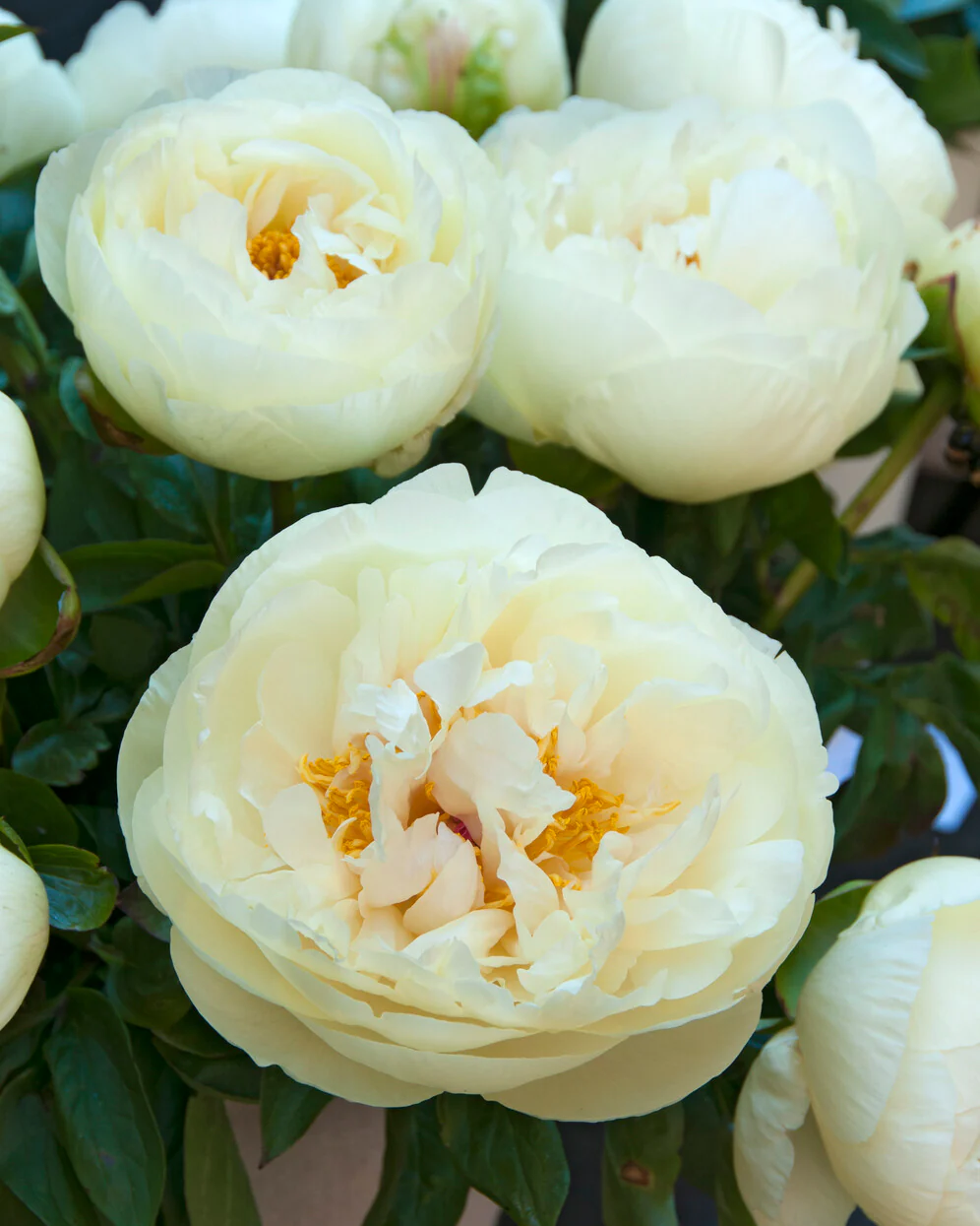 Paeonia 'Lemon Chiffon' - Image 11