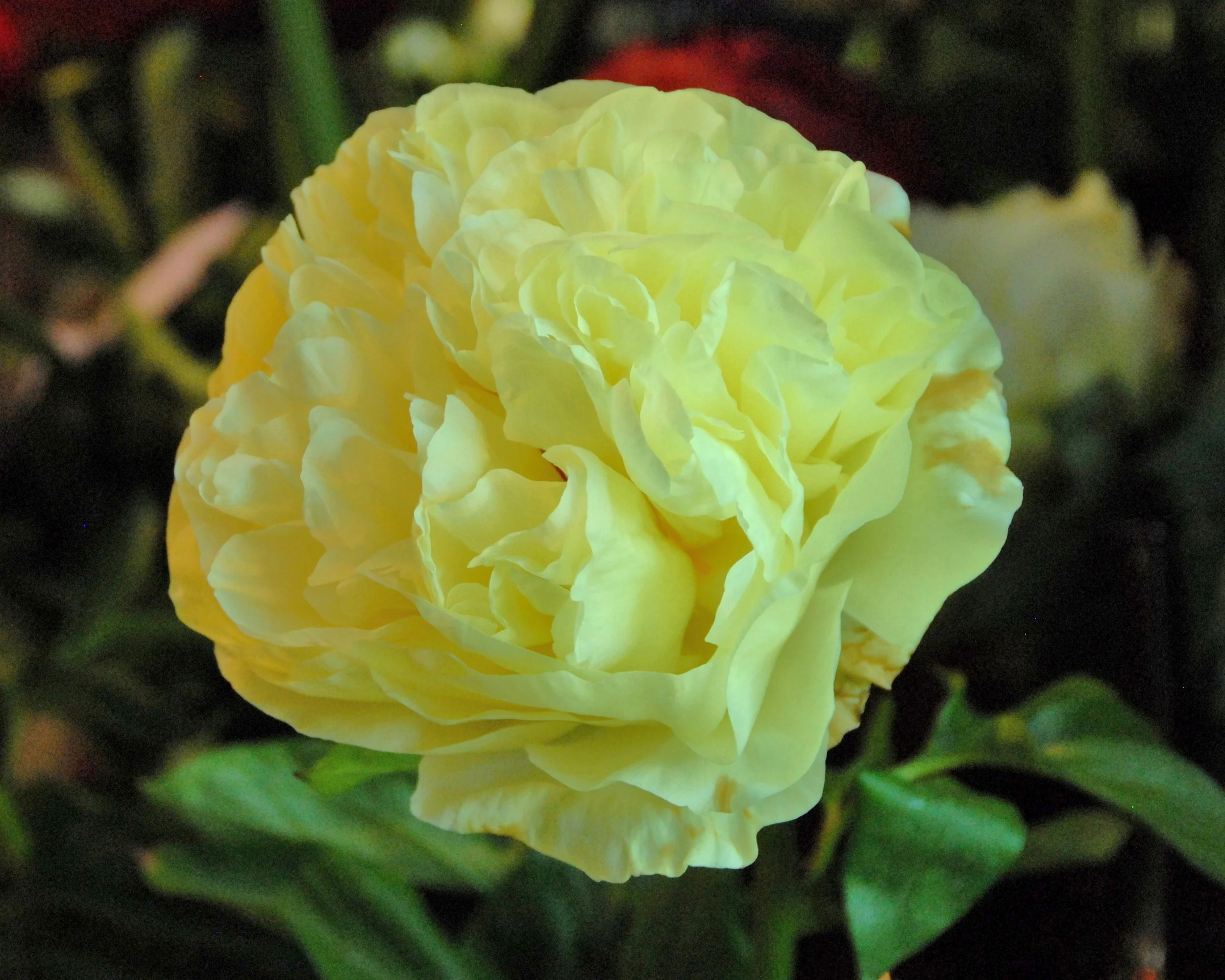 Paeonia 'Lemon Chiffon' - Image 12
