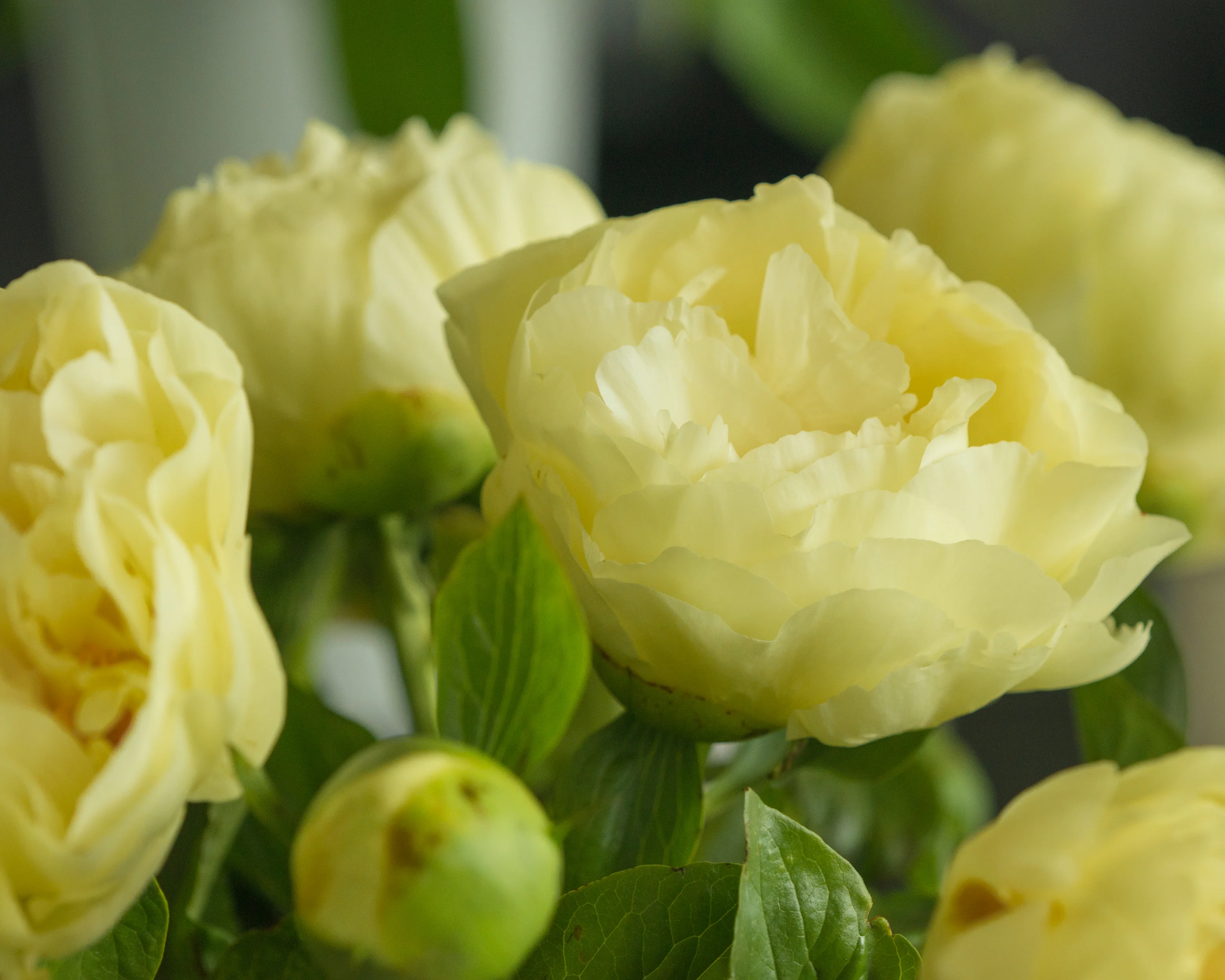 Paeonia 'Lemon Chiffon' - Image 13