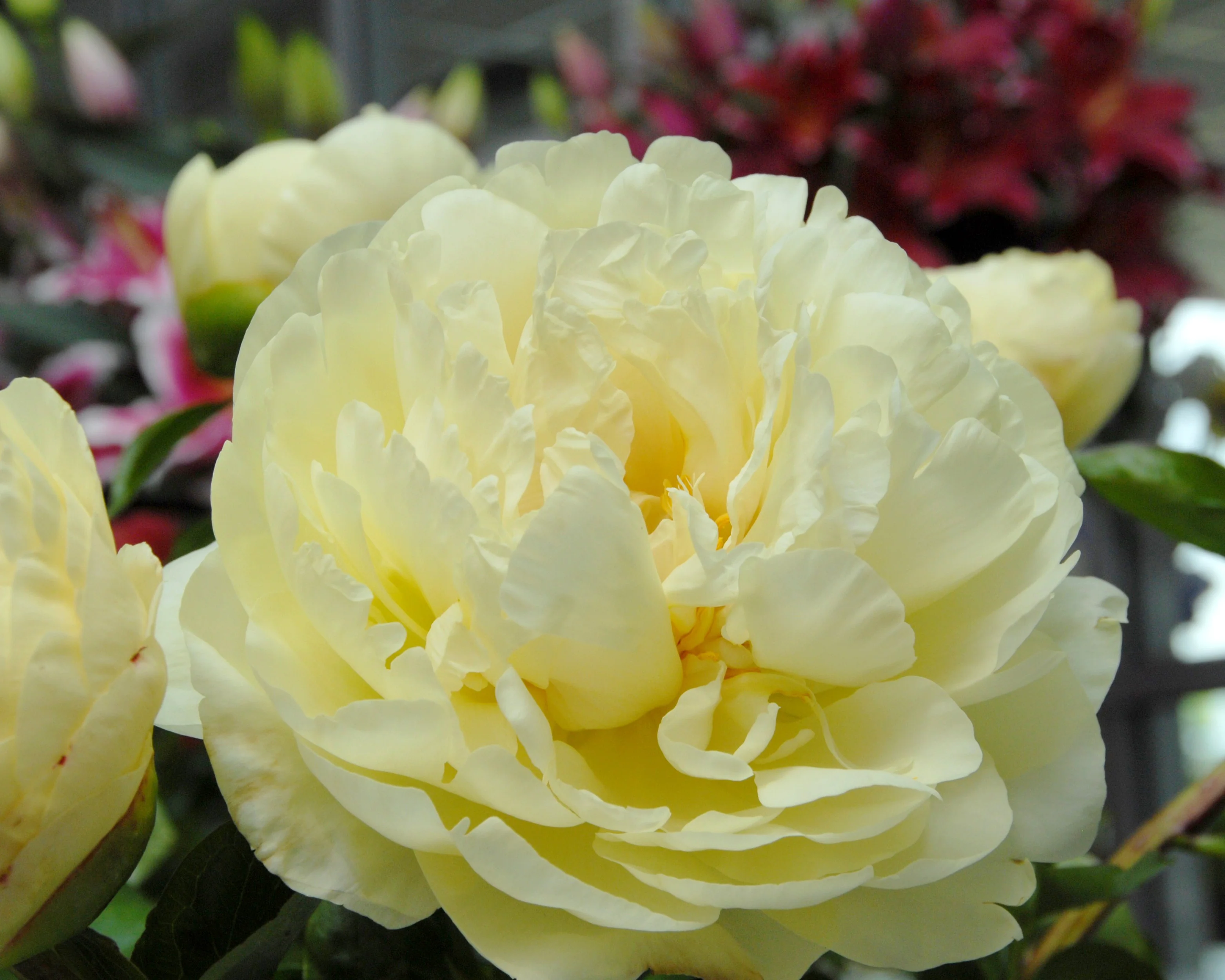 Paeonia 'Lemon Chiffon' - Image 2