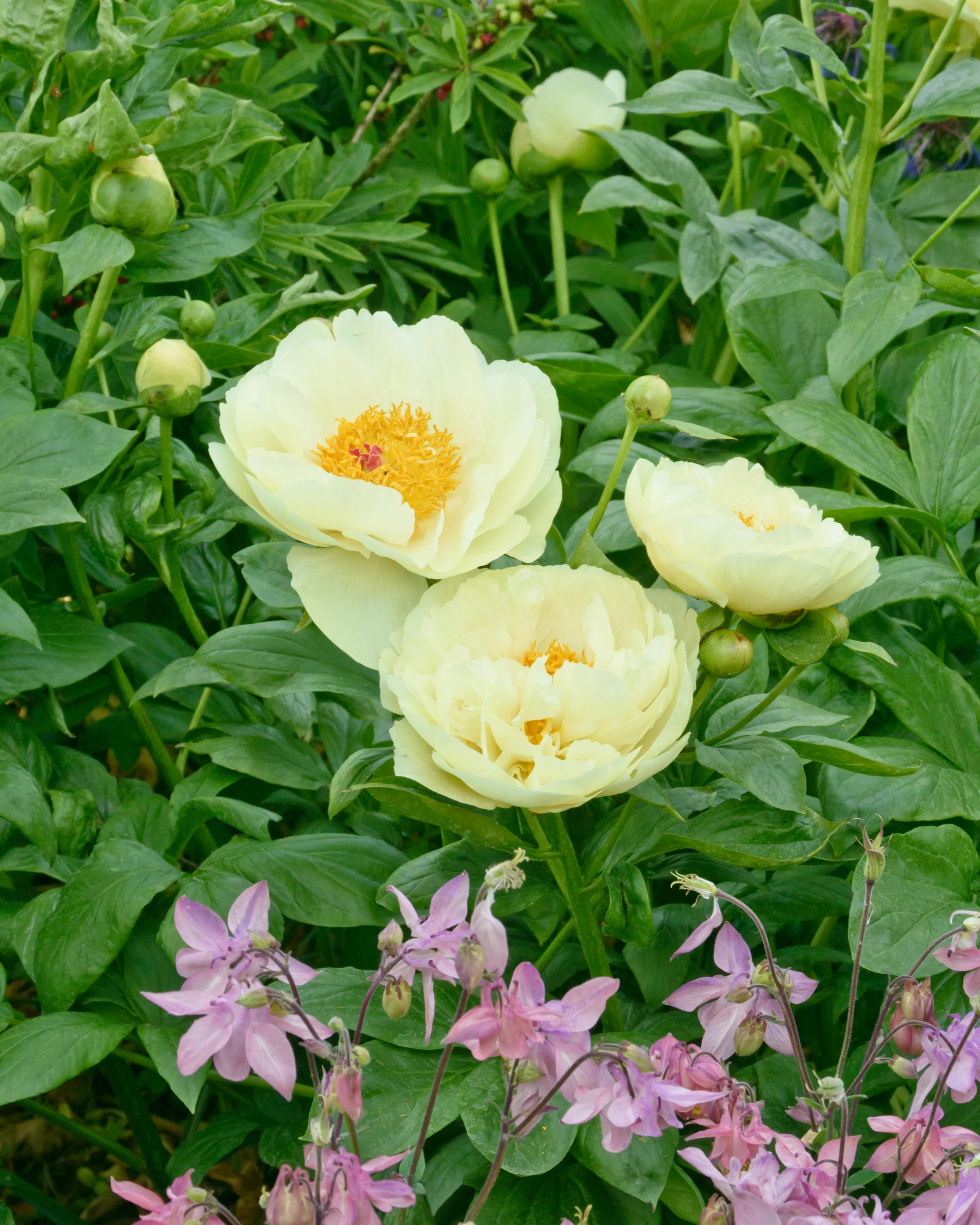 Paeonia 'Lemon Chiffon' - Image 3