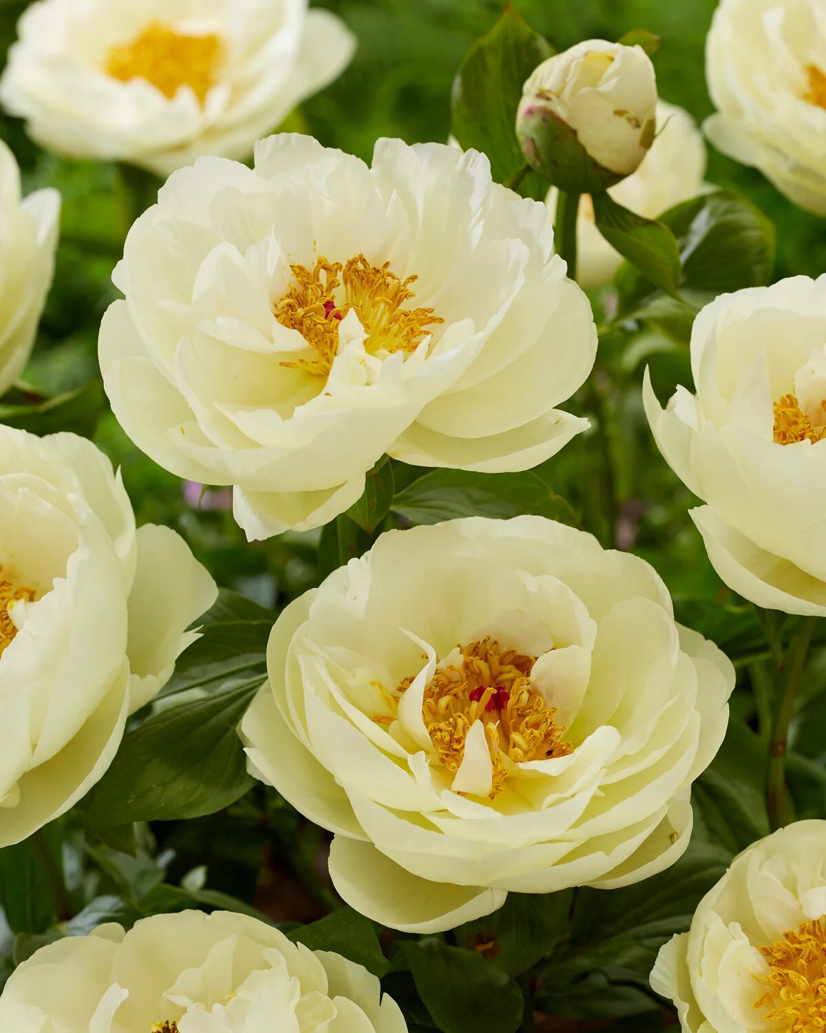 Paeonia 'Lemon Chiffon' - Image 5