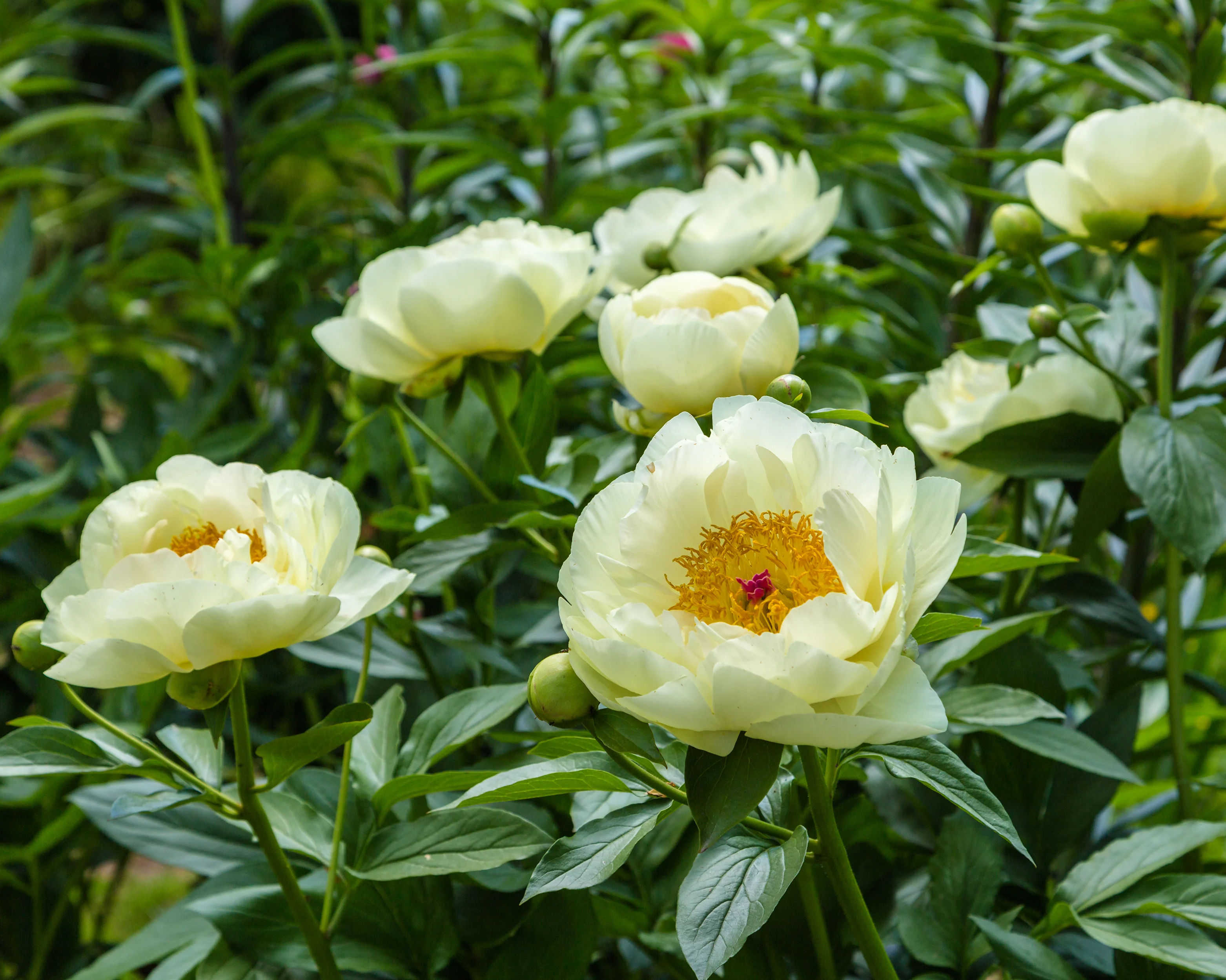 Paeonia 'Lemon Chiffon' - Image 7