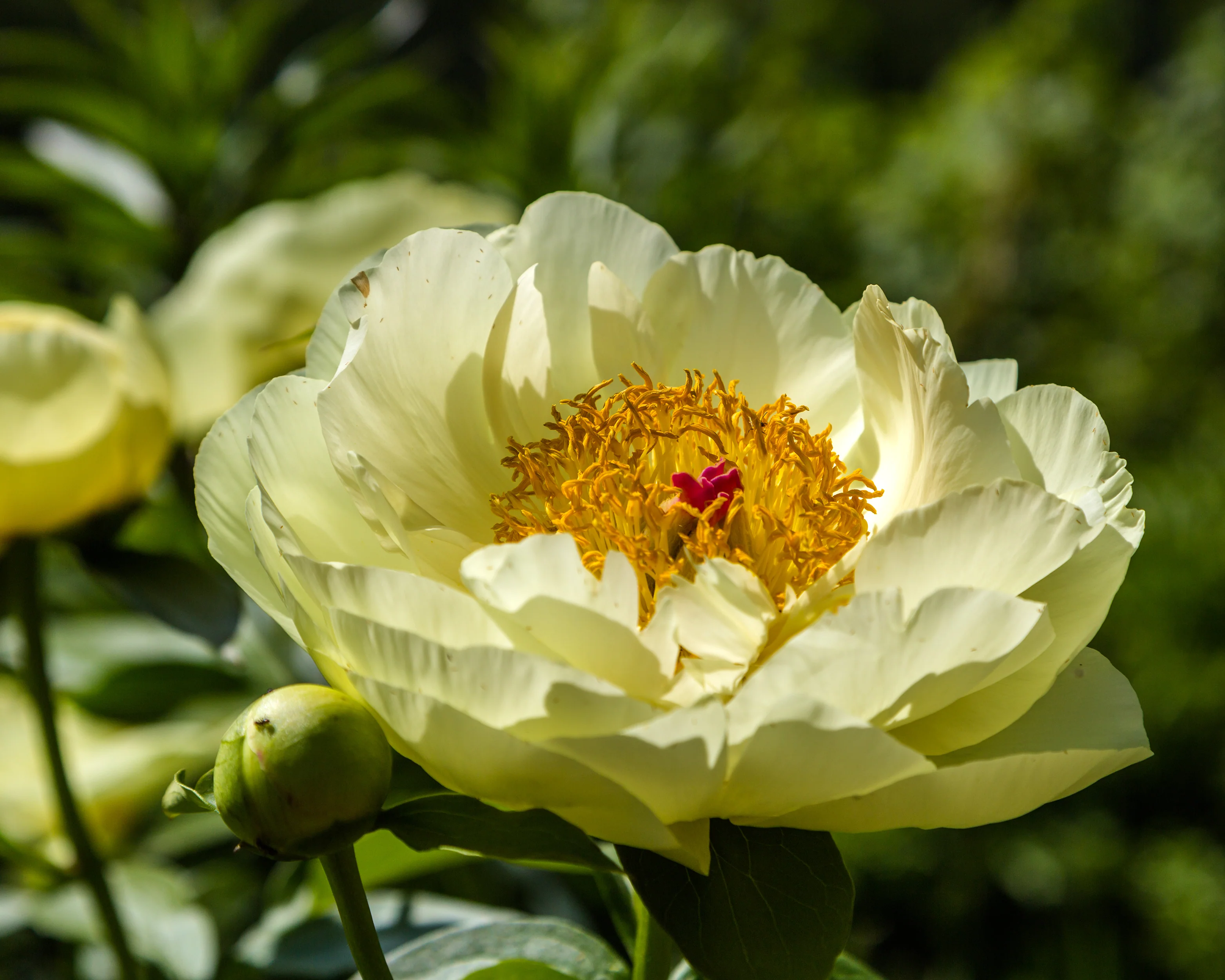 Paeonia 'Lemon Chiffon' - Image 9