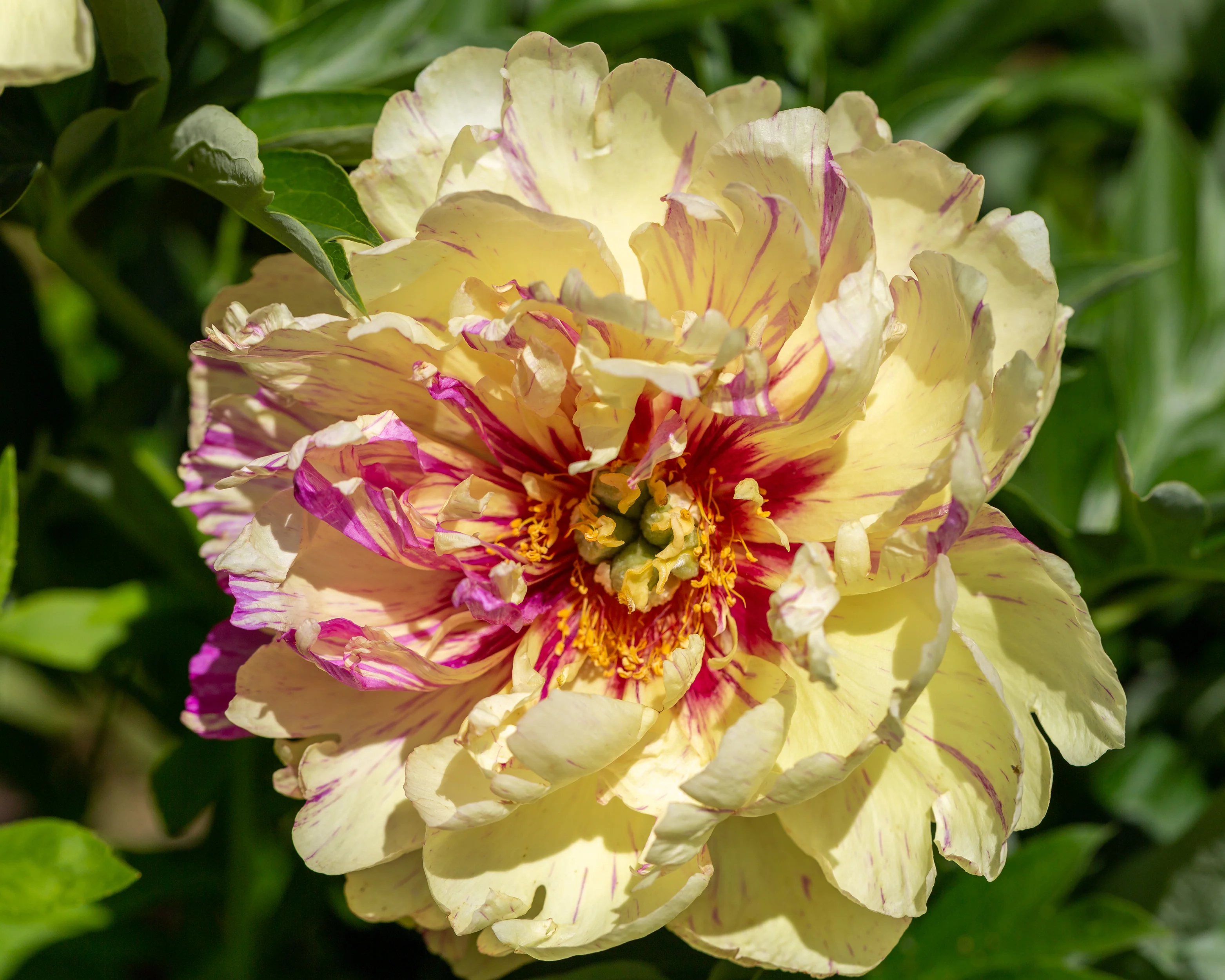 Paeonia 'Lollipop' - Image 3