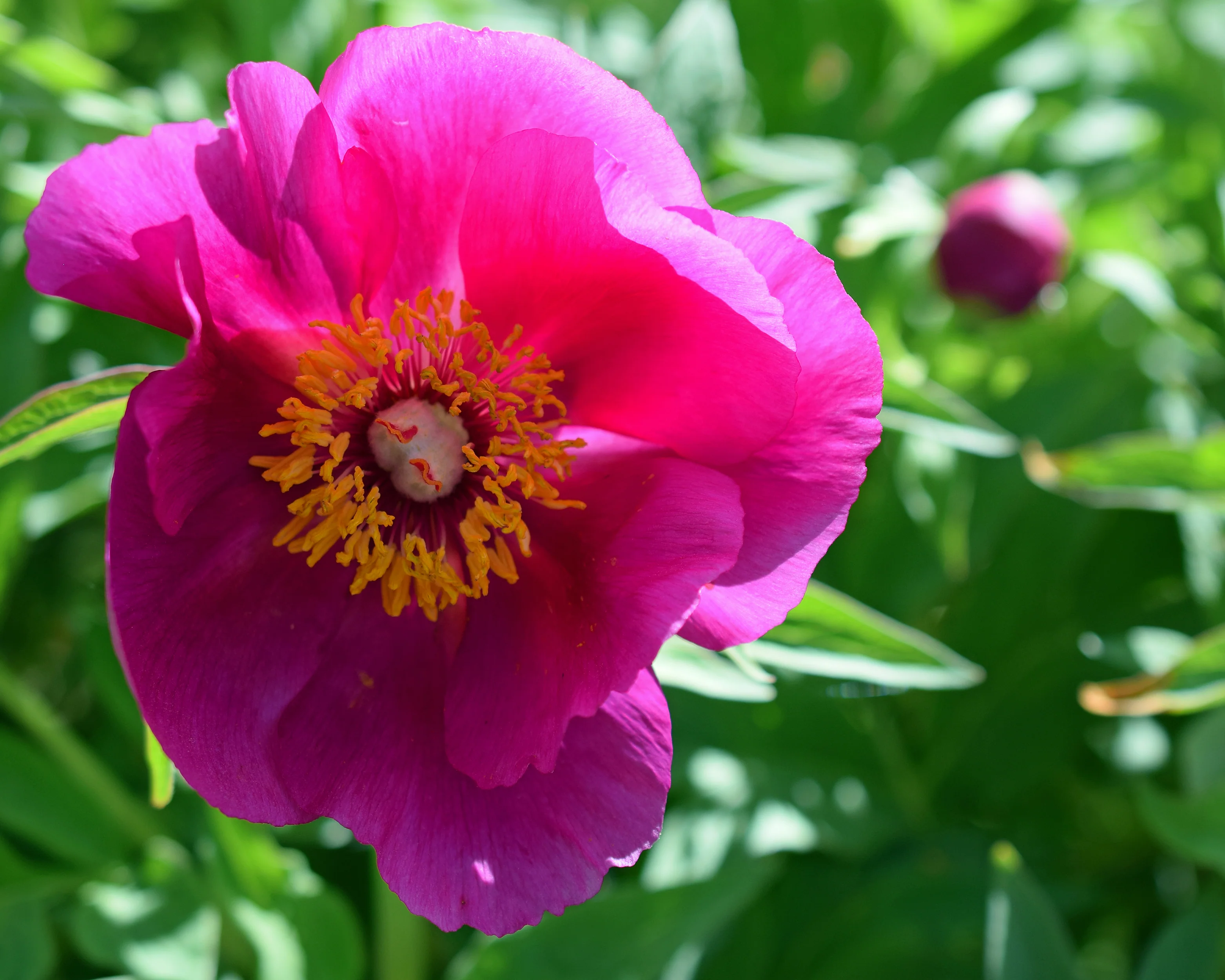 Paeonia 'Anemoniflora' - Image 5