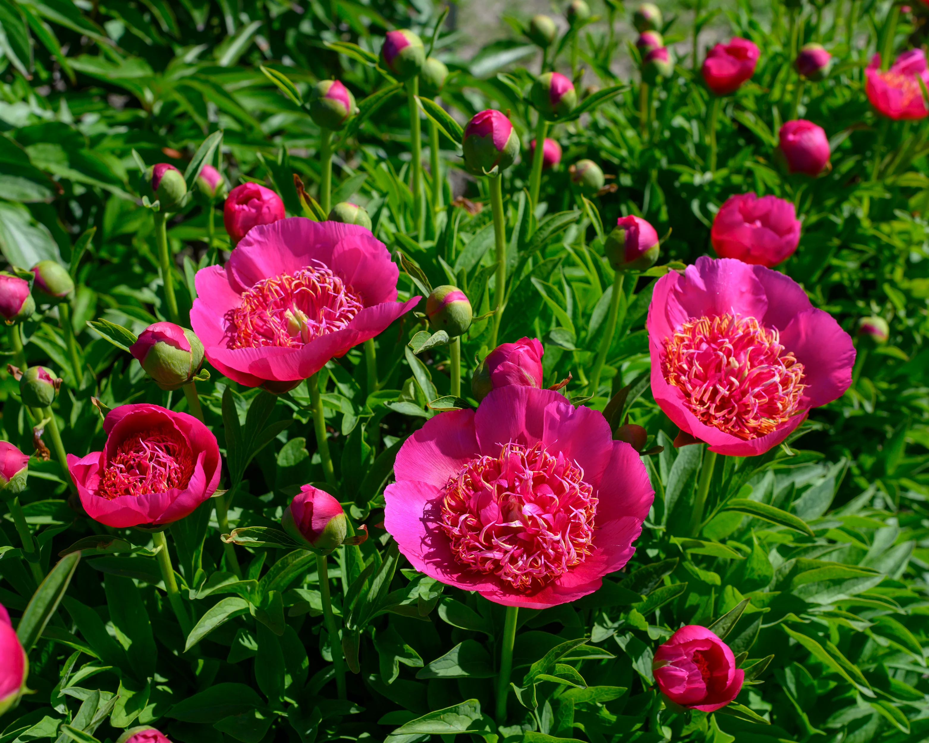 Paeonia 'Anemoniflora' - Image 6