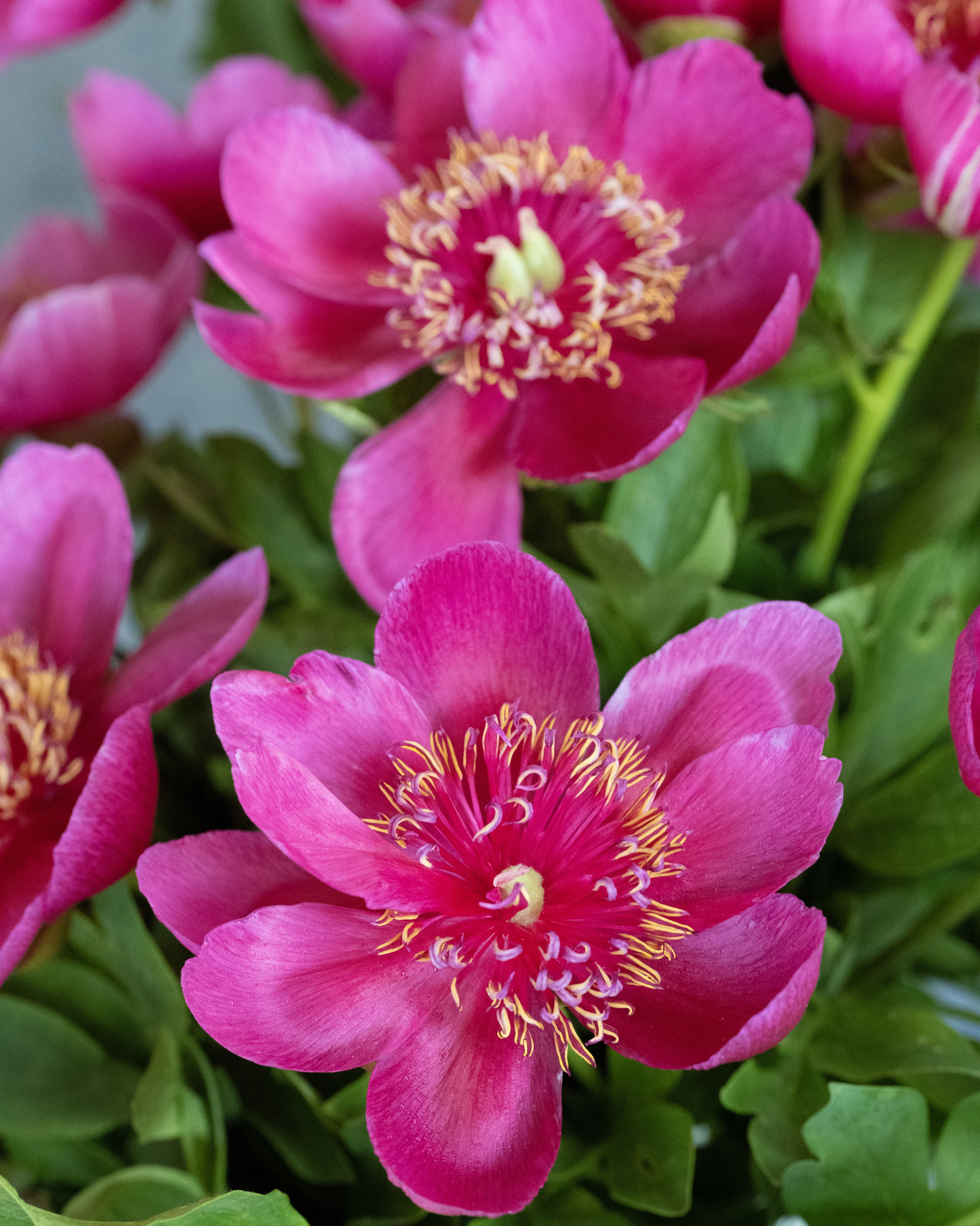Paeonia 'Anemoniflora' - Image 8