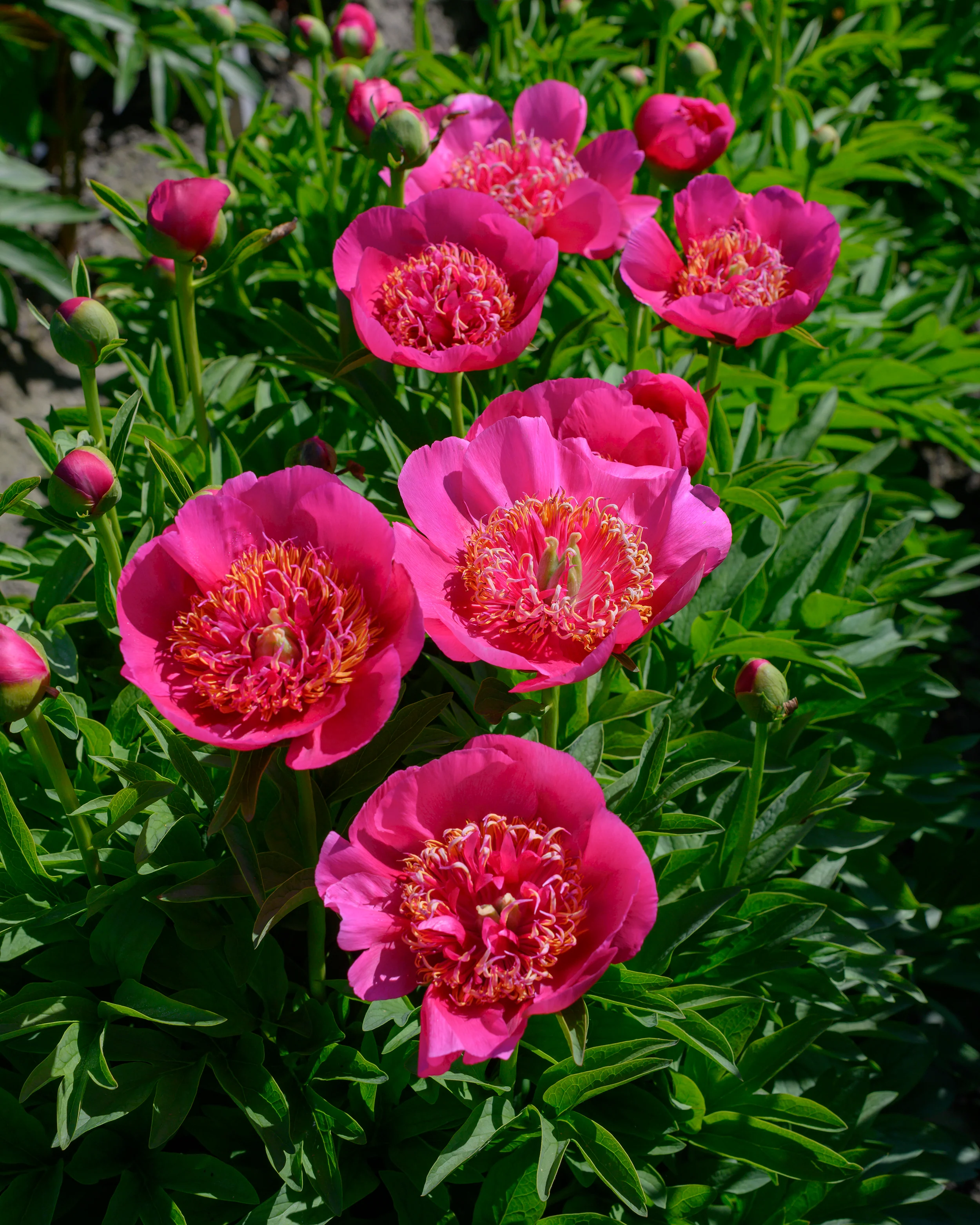 Paeonia 'Anemoniflora' - Image 9