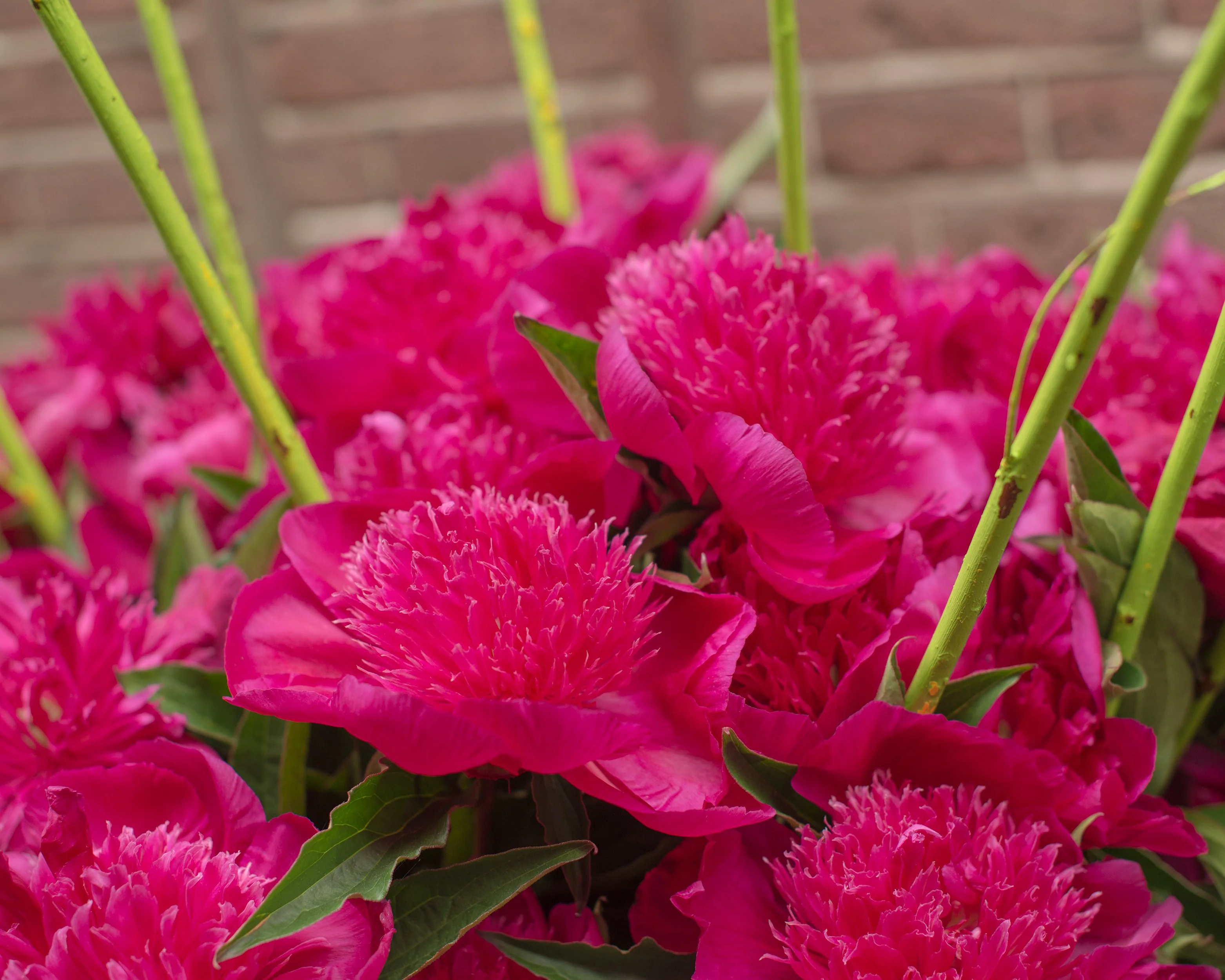 Paeonia 'Purple Spider' - Image 3