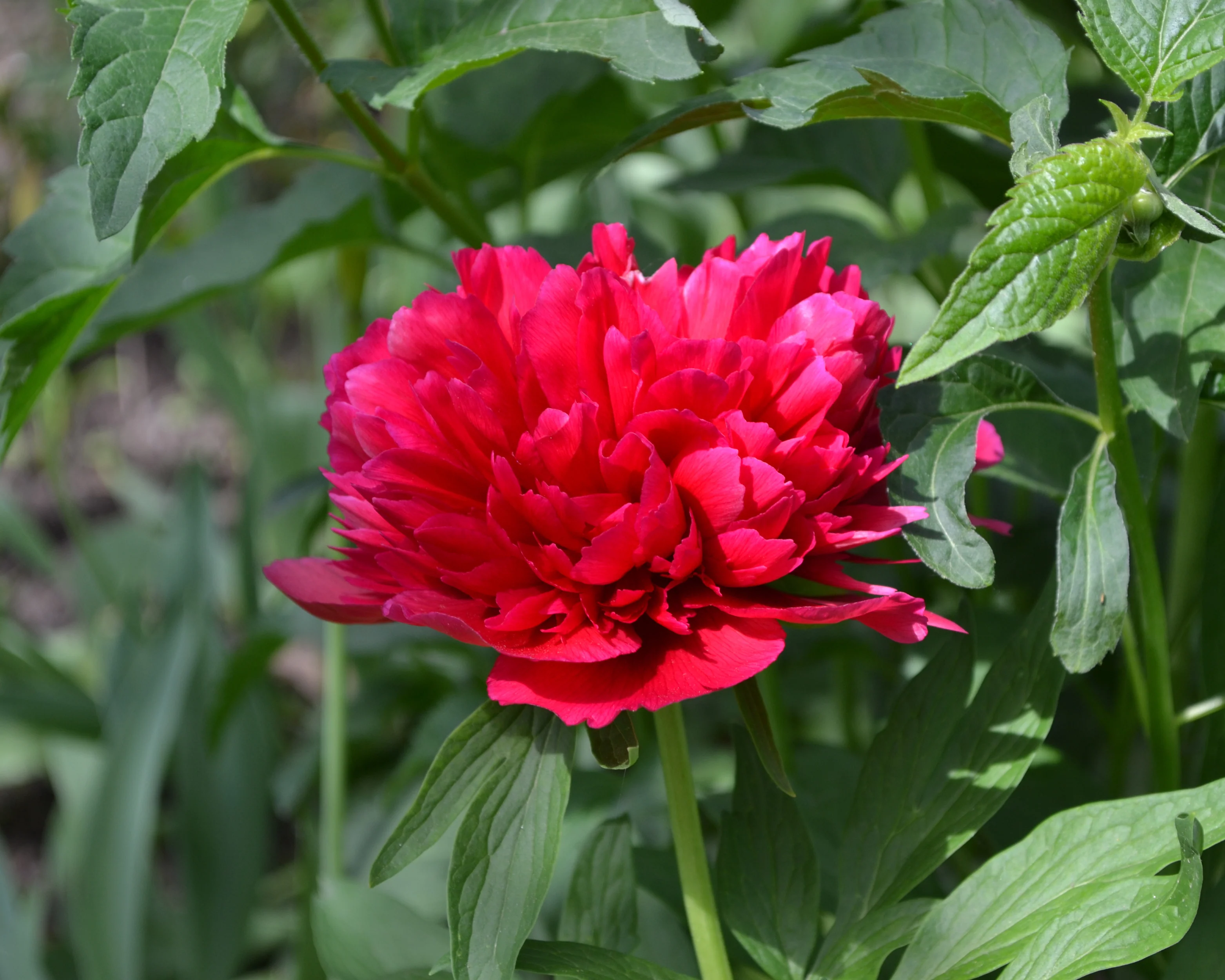 Paeonia 'Red Sarah Bernhardt' - Image 5