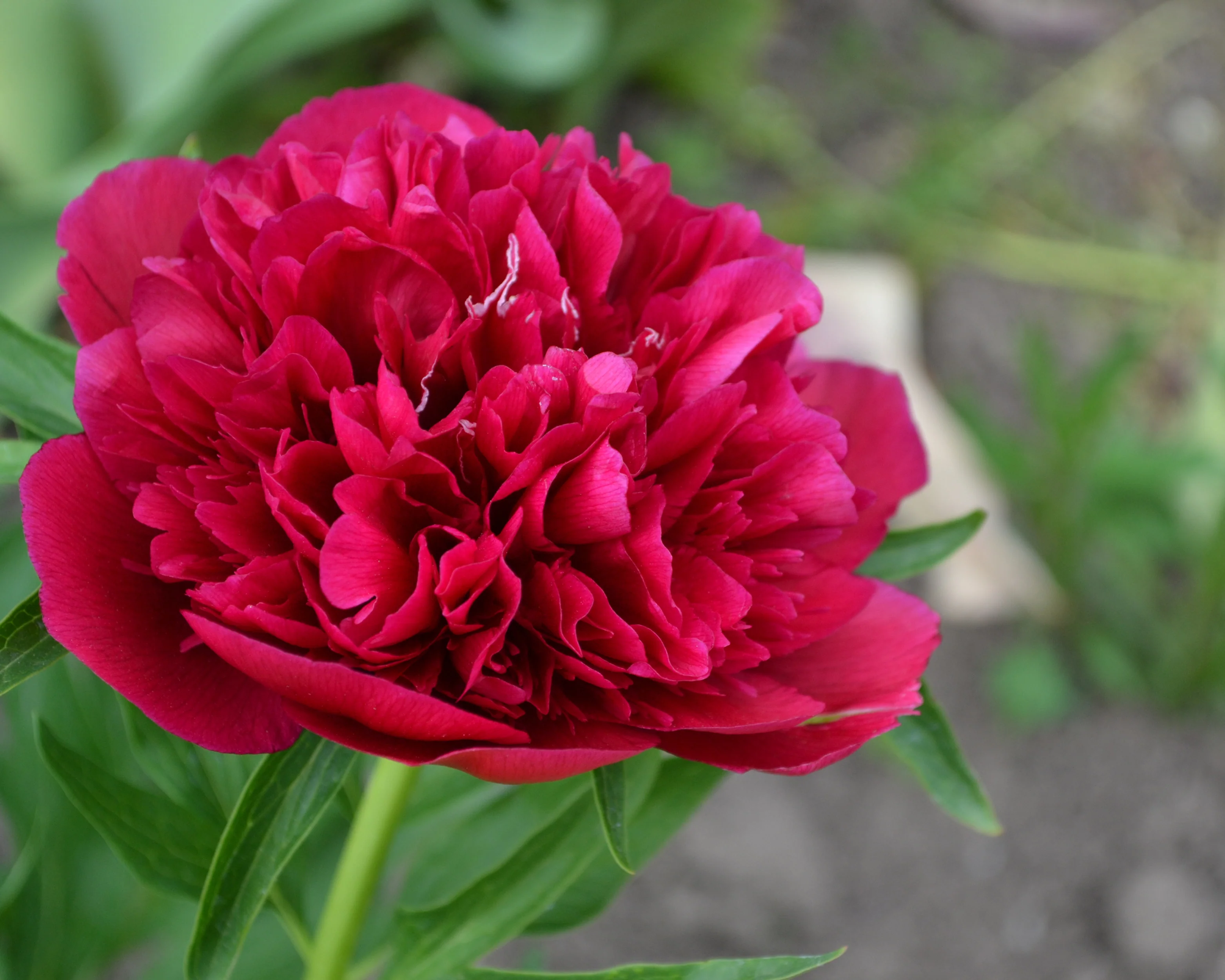 Paeonia 'Red Sarah Bernhardt' - Image 7