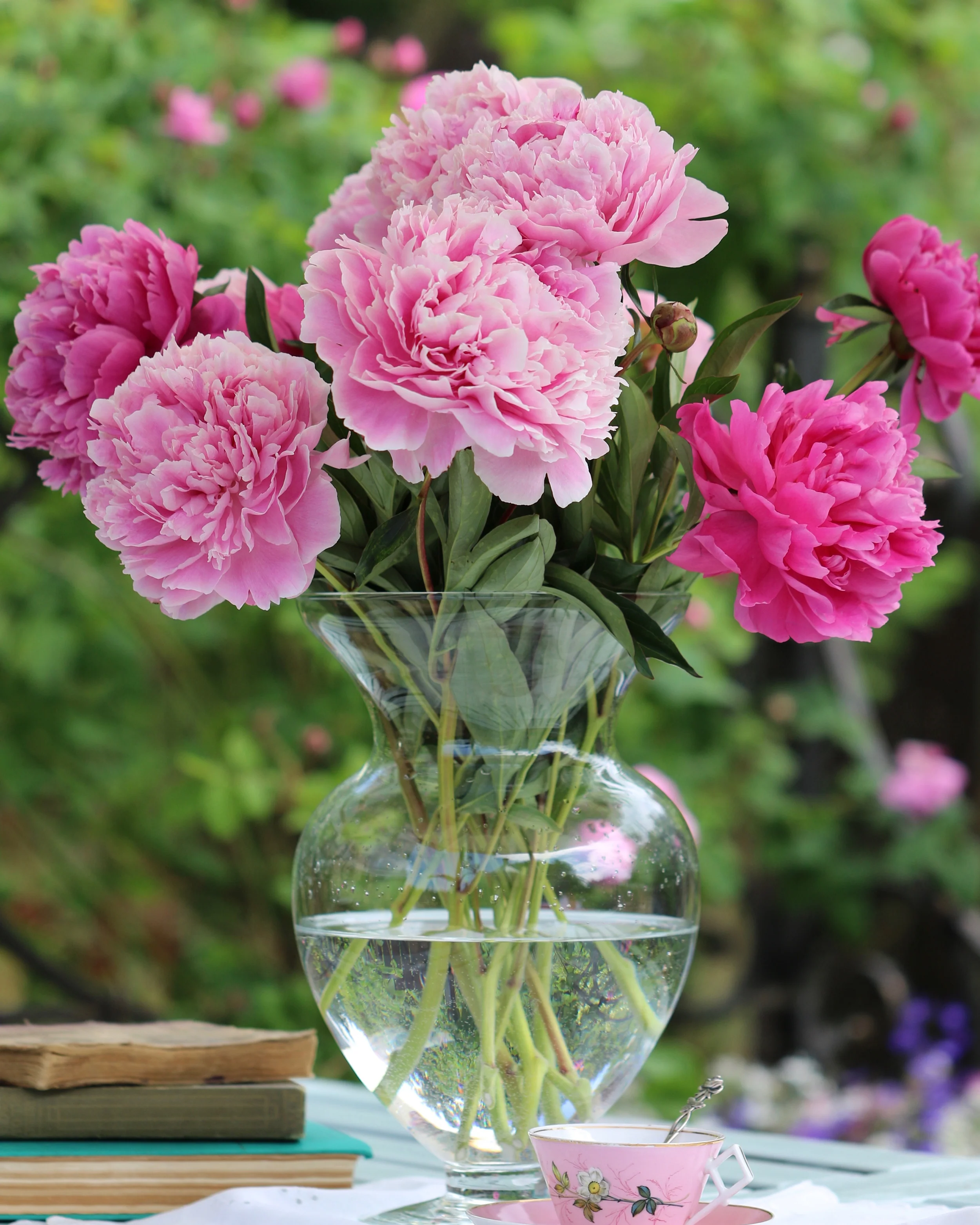 Paeonia 'Sarah Bernhardt' - Image 5