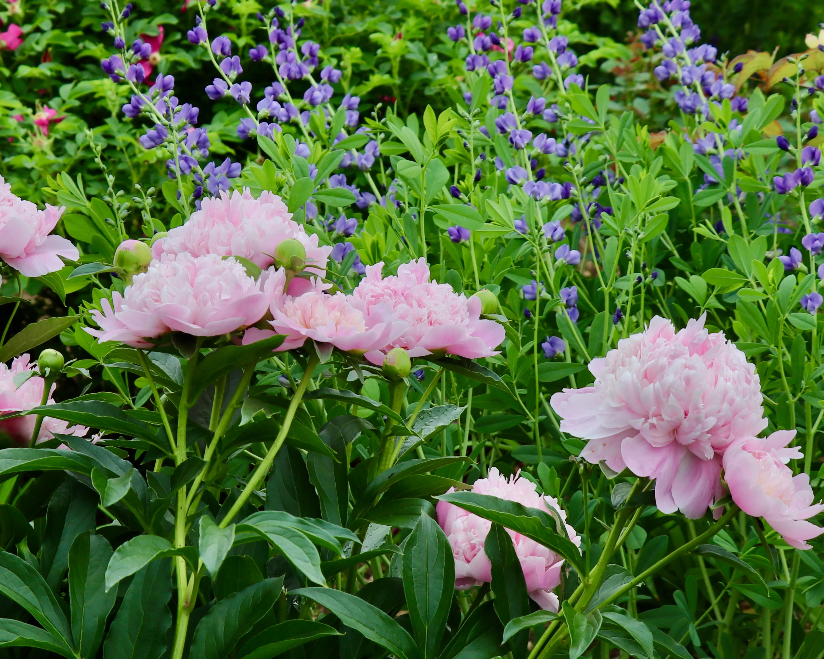 Paeonia 'Sarah Bernhardt' - Image 6