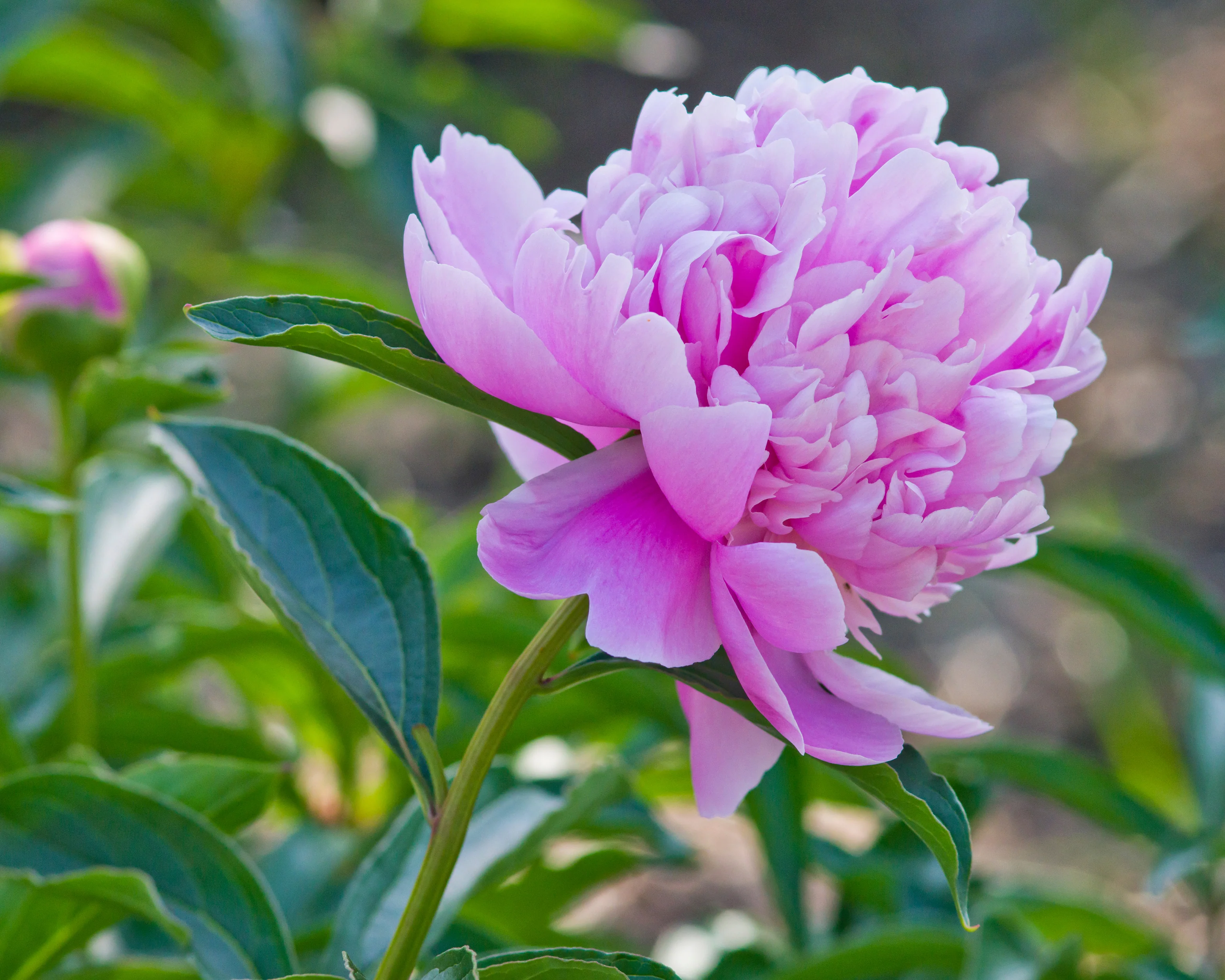Paeonia 'Sarah Bernhardt' - Image 8