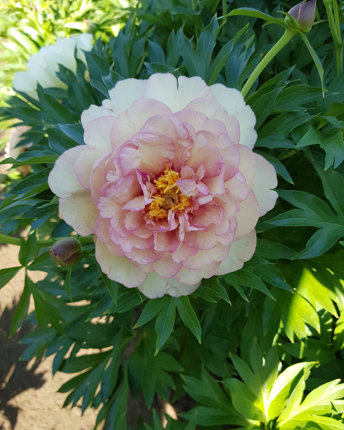 Paeonia 'Scrumdiddlyumptious' - Image 3