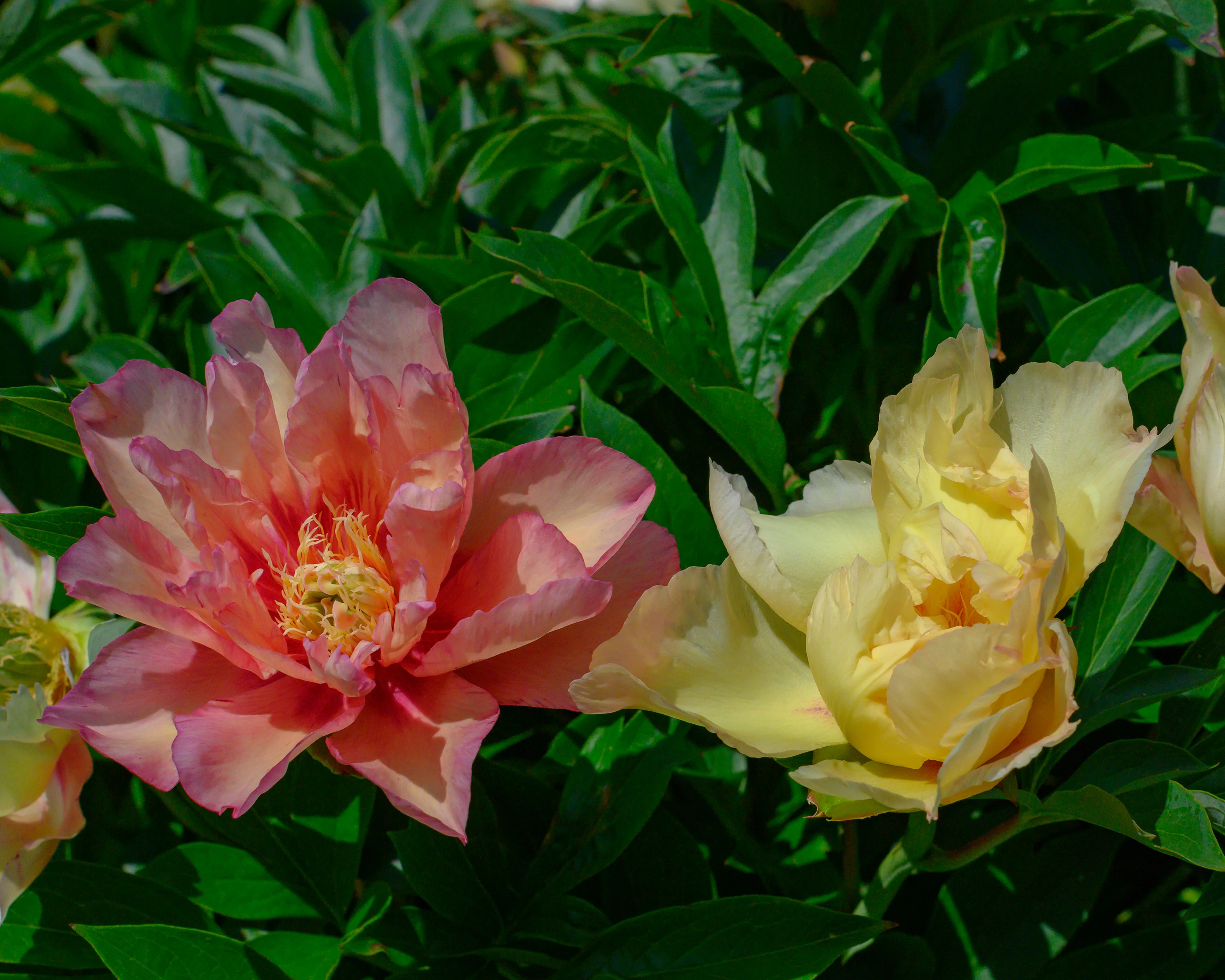 Paeonia 'Scrumdiddlyumptious' - Image 4