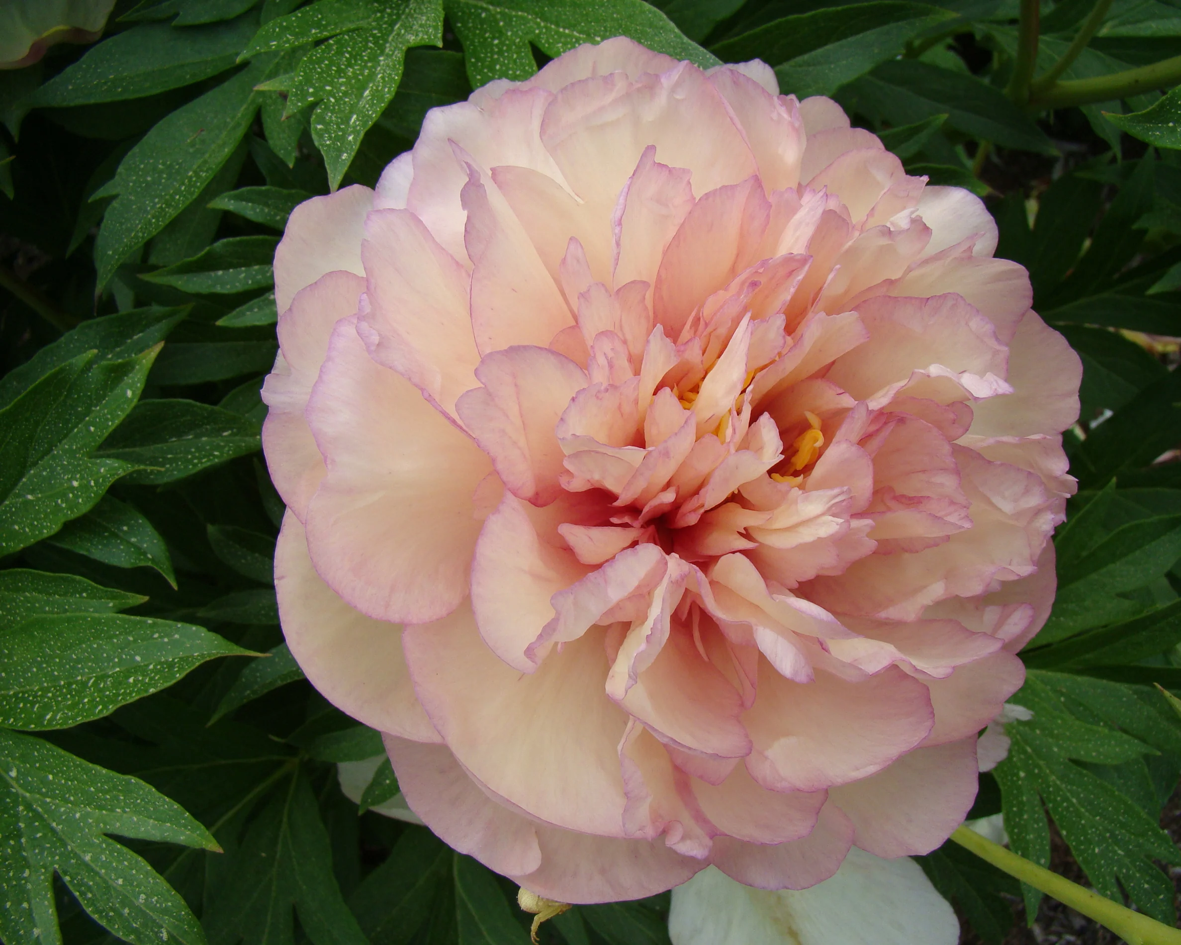 Paeonia 'Scrumdiddlyumptious' - Image 5