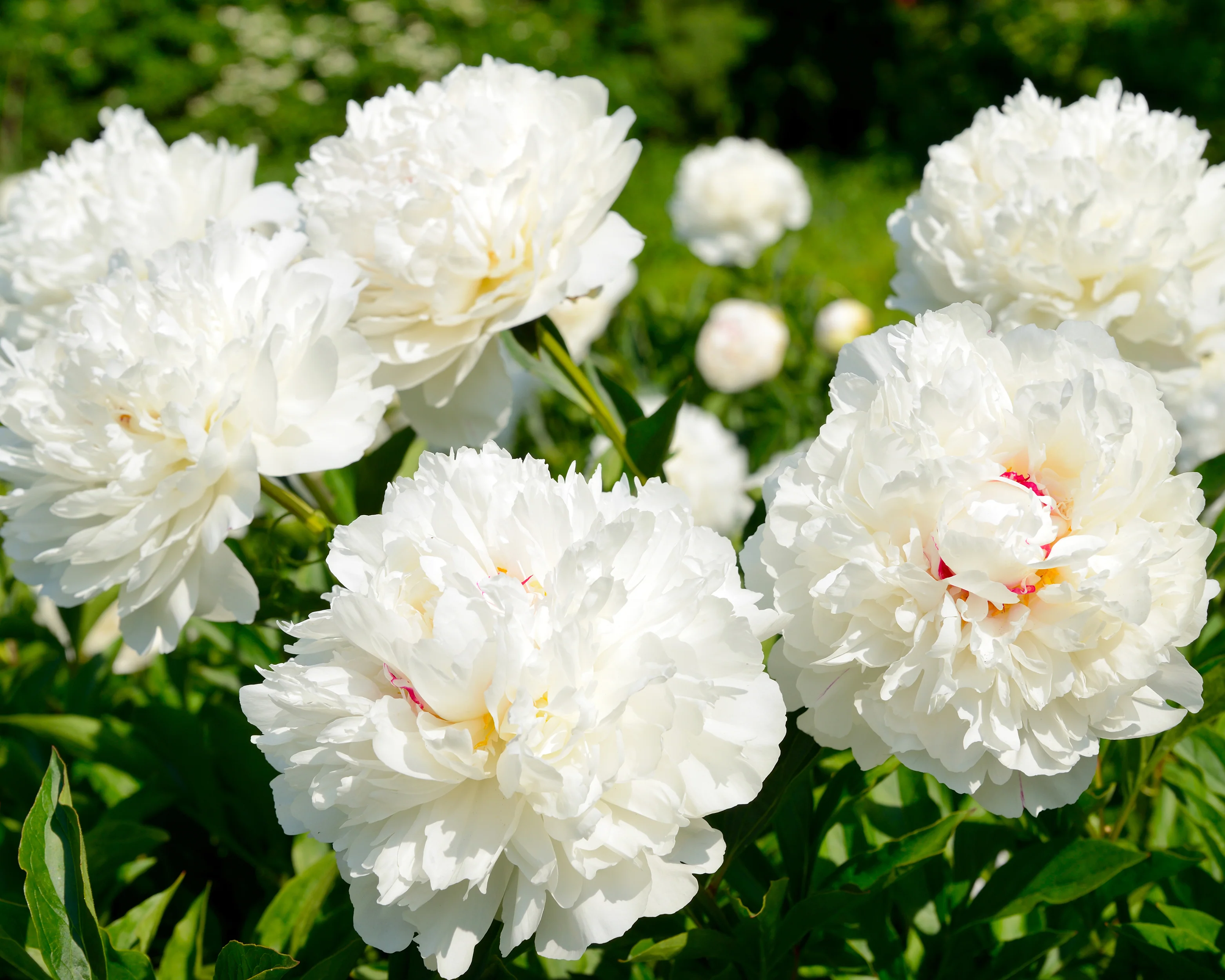 Paeonia 'Shirley Temple' - Image 3