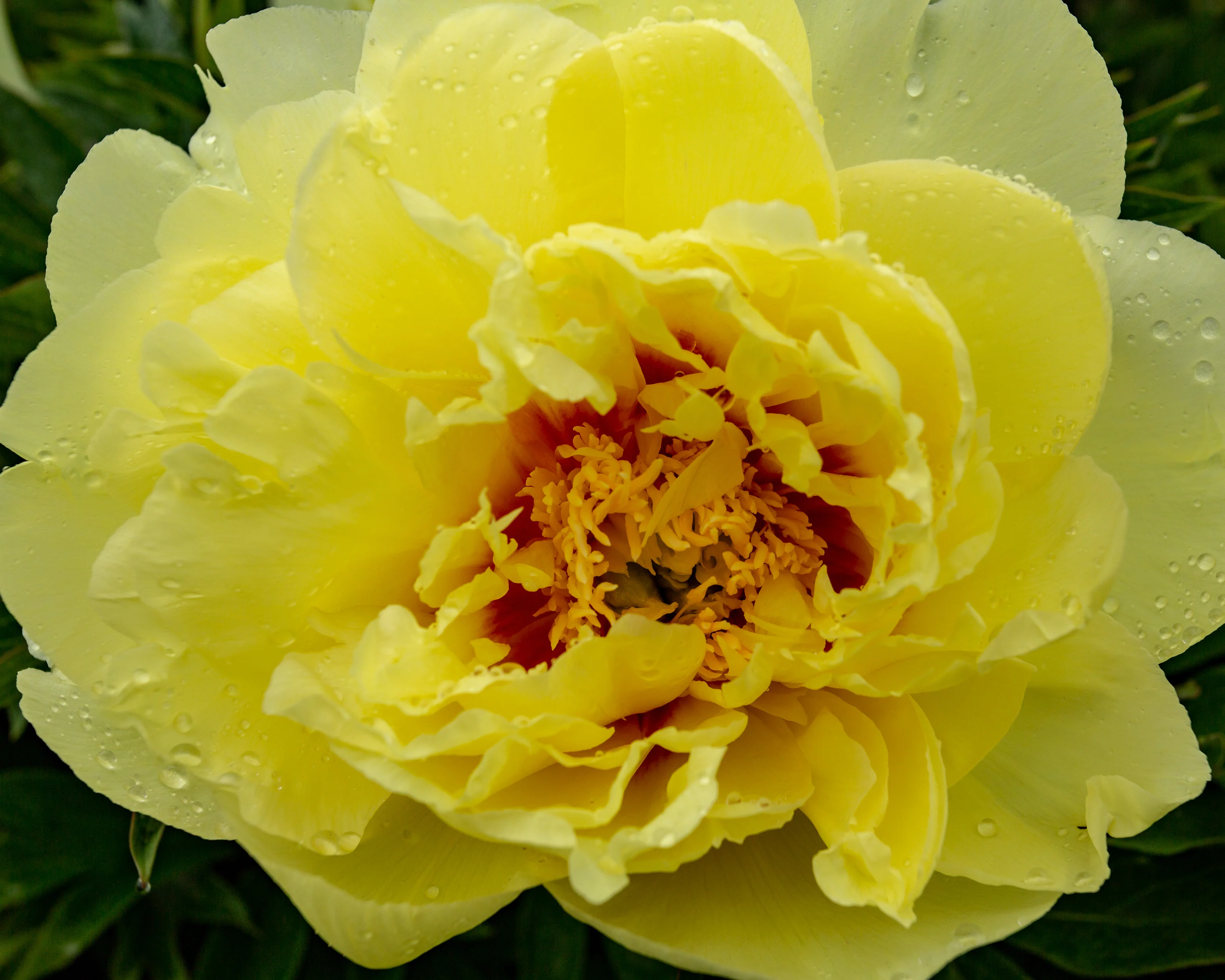 Paeonia 'Sonoma Halo' - Image 3