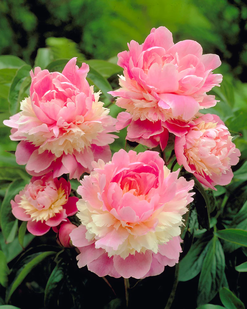 Paeonia 'Sorbet' - Image 2