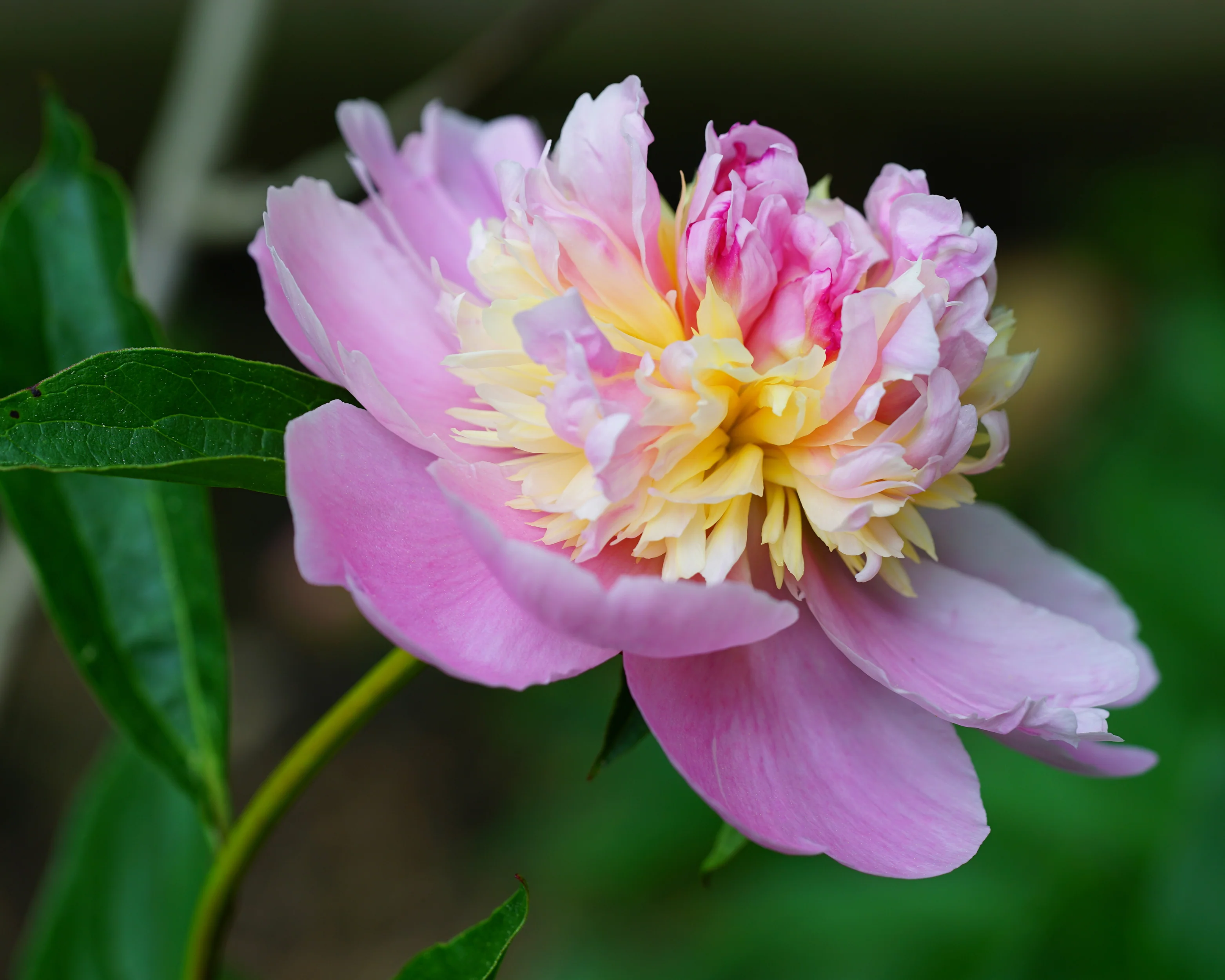 Paeonia 'Sorbet' - Image 3