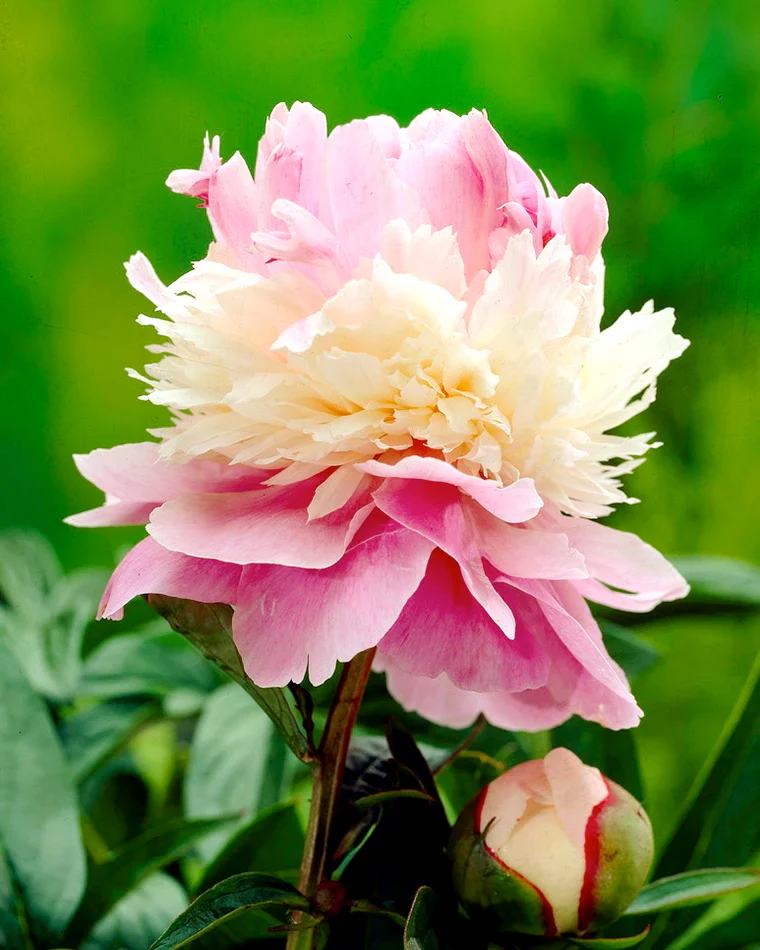 Paeonia 'Sorbet' - Image 4