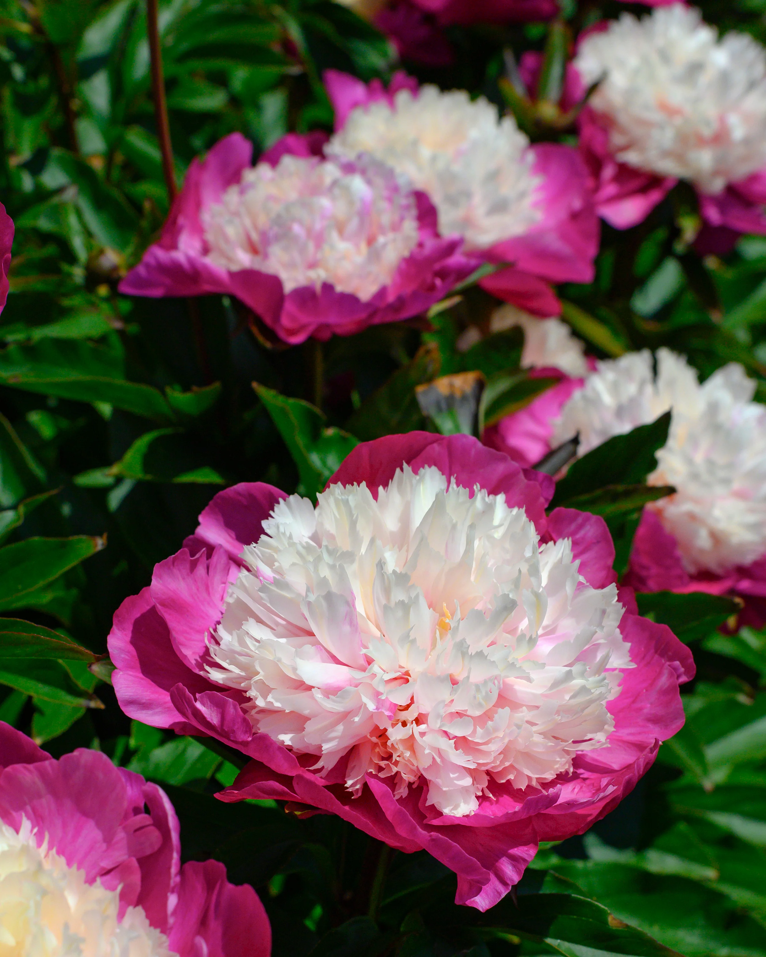 Paeonia 'White Cap' - Image 10