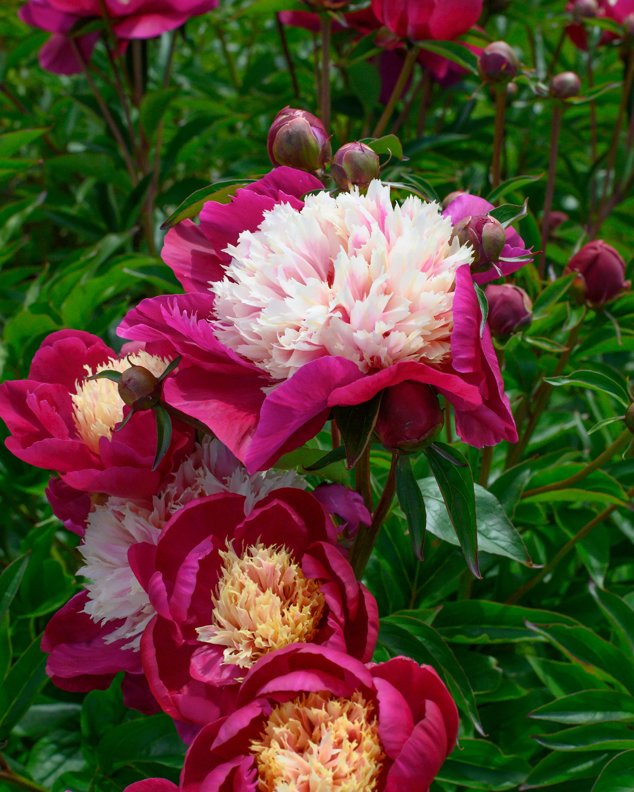 Paeonia 'White Cap' - Image 11
