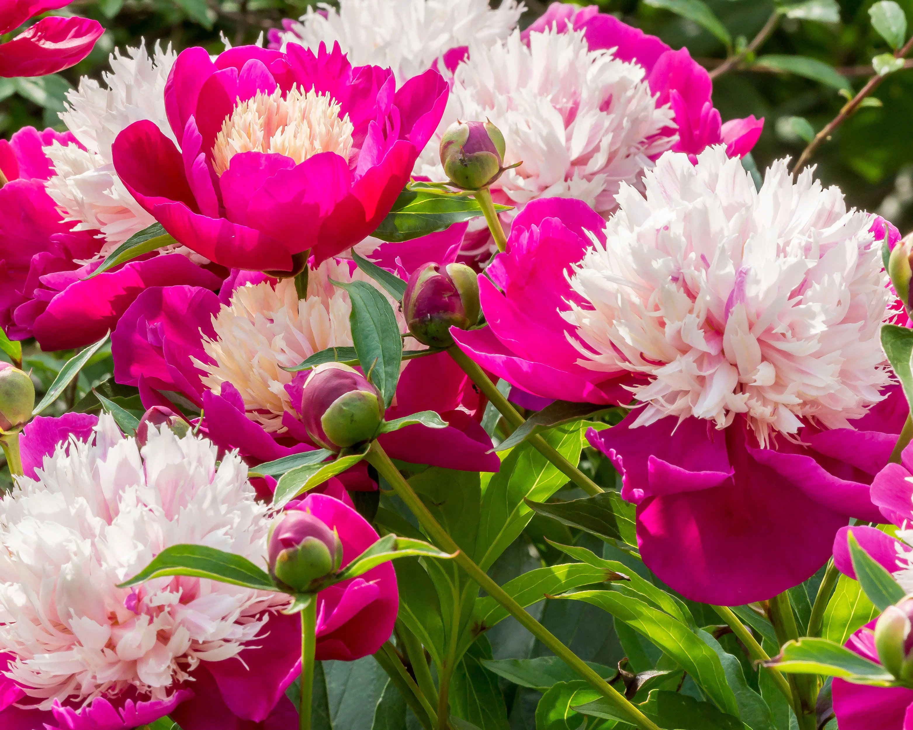 Paeonia 'White Cap' - Image 2