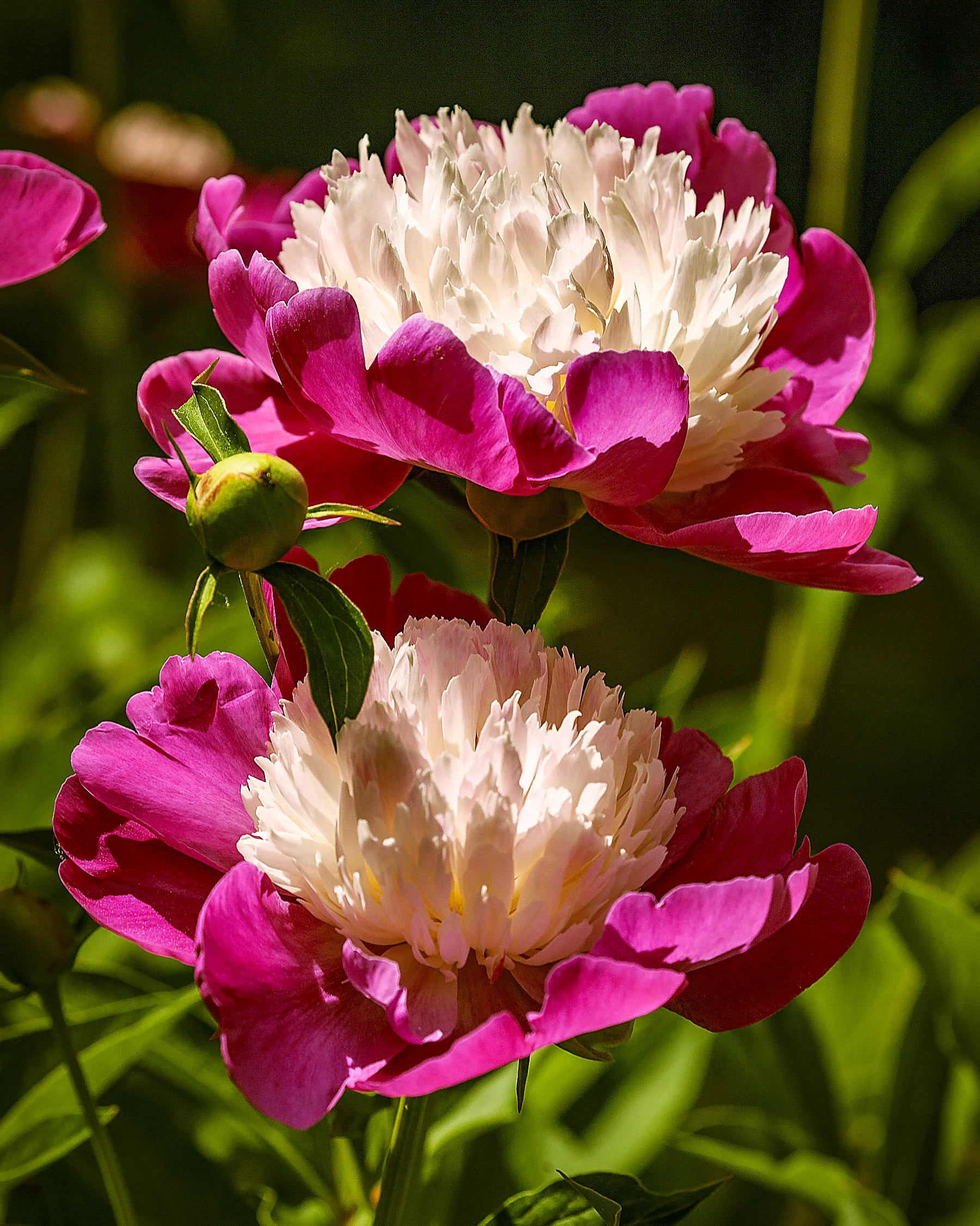 Paeonia 'White Cap' - Image 3