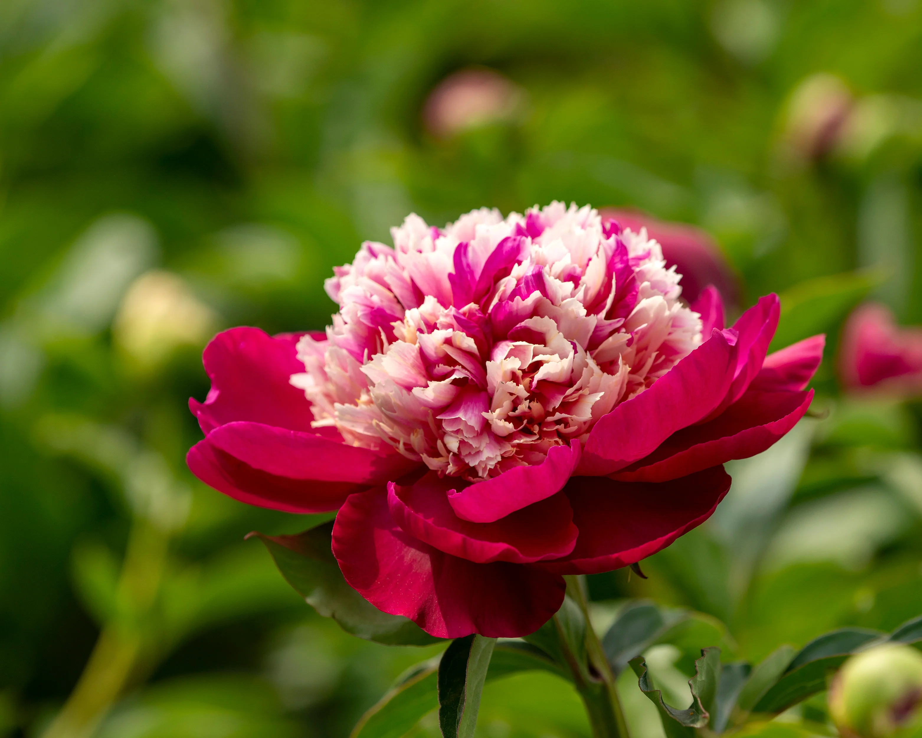 Paeonia 'White Cap' - Image 4