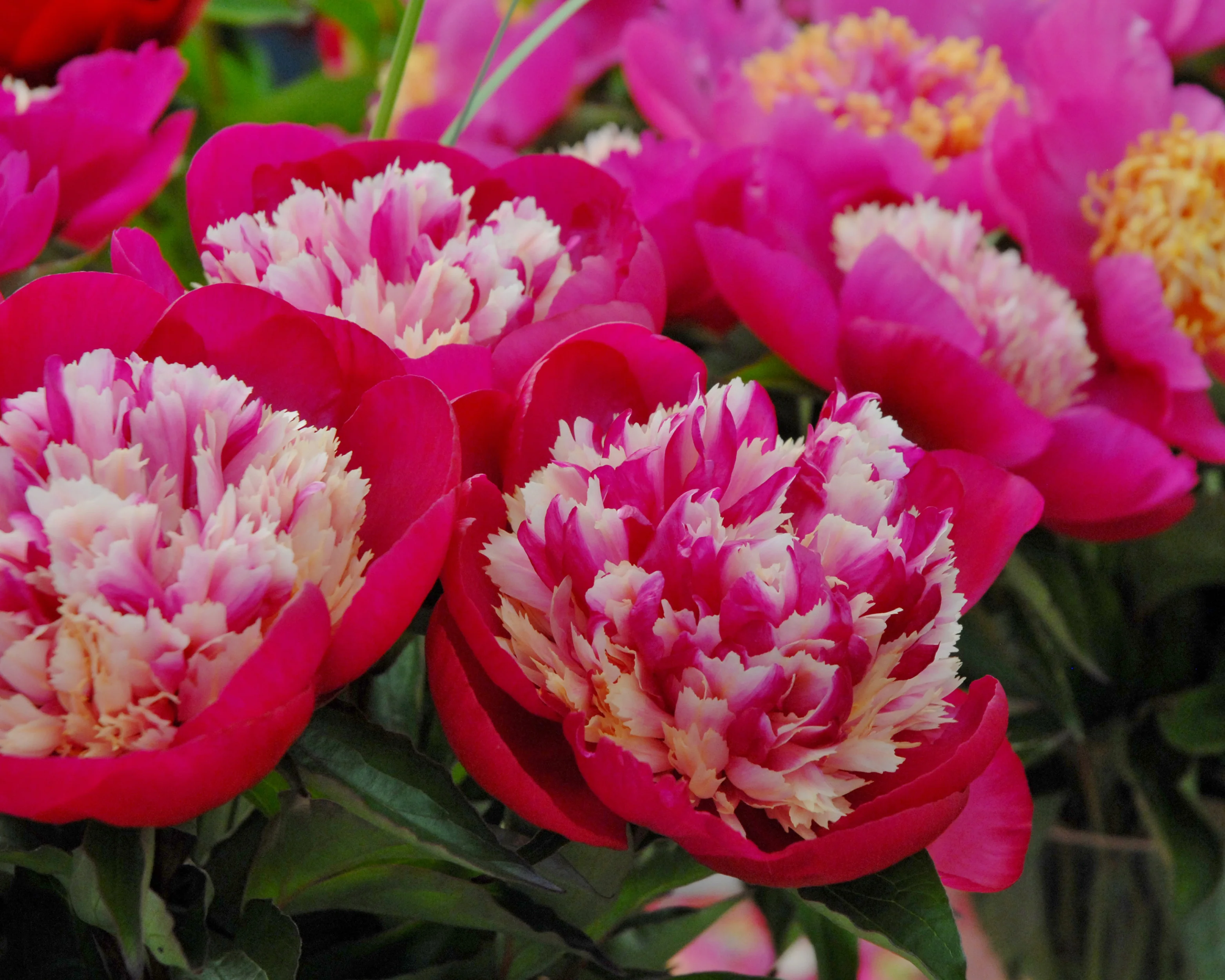 Paeonia 'White Cap' - Image 5
