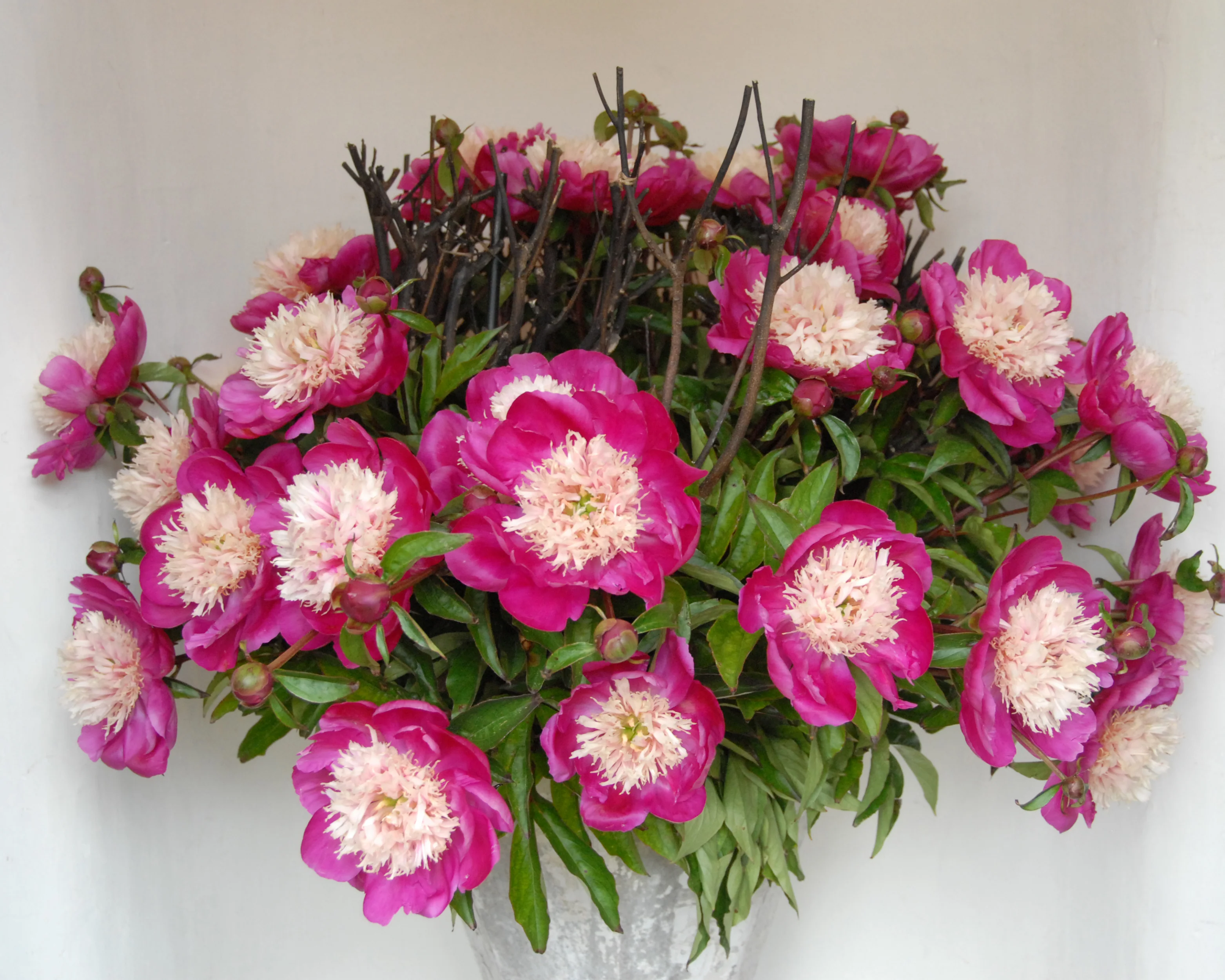 Paeonia 'White Cap' - Image 8
