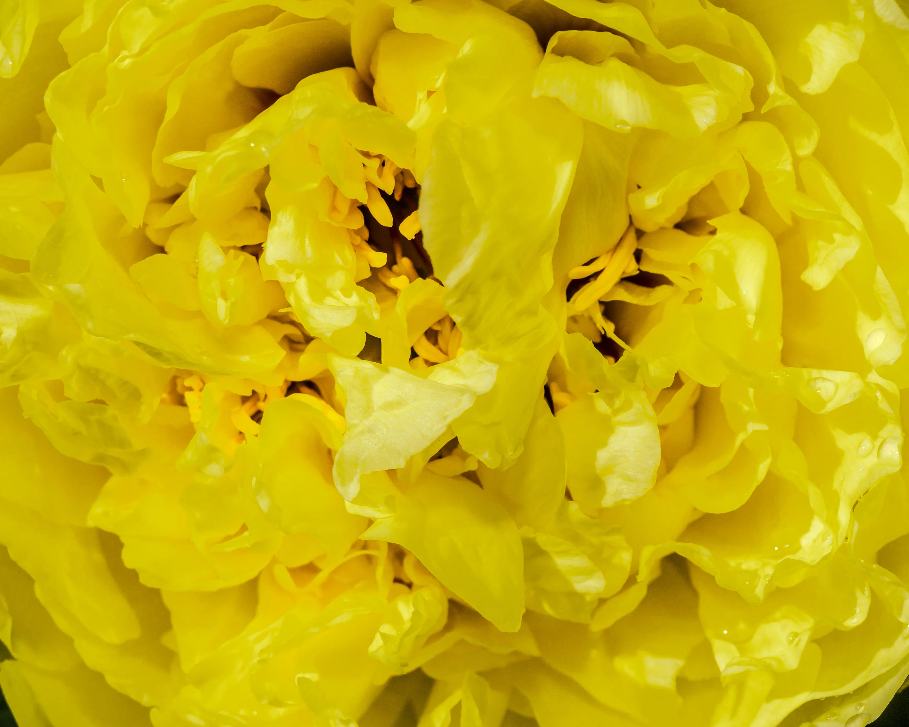 Paeonia 'Yellow Crown' - Image 3
