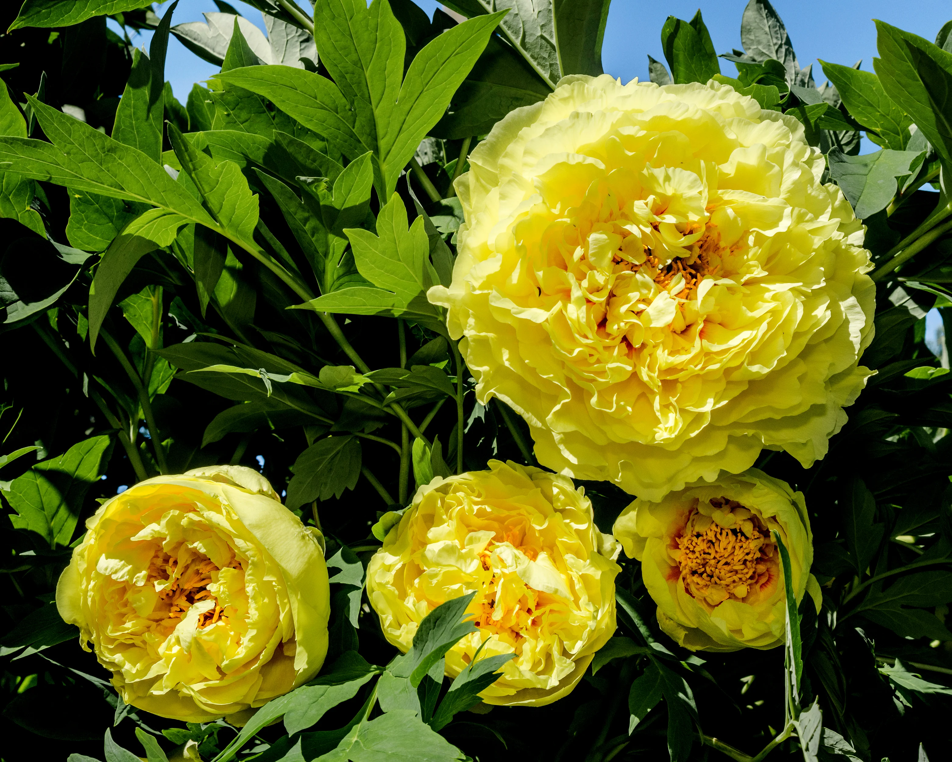 Paeonia 'Yellow Crown' - Image 5
