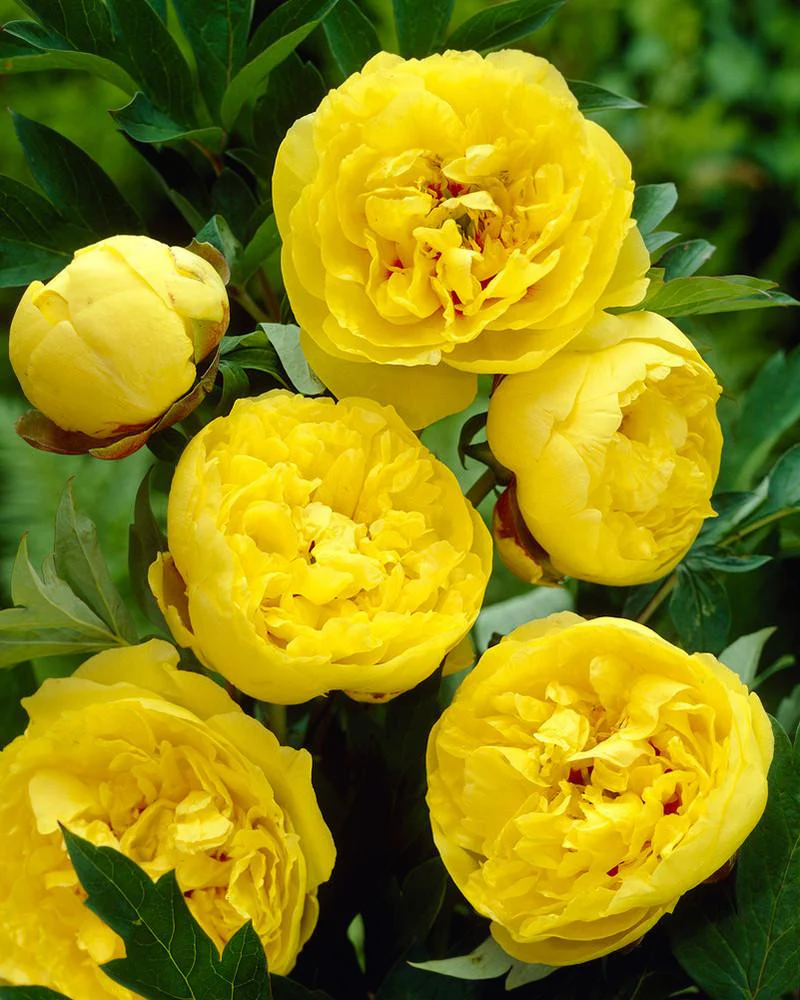 Paeonia 'Yellow Crown XXL' - Image 2