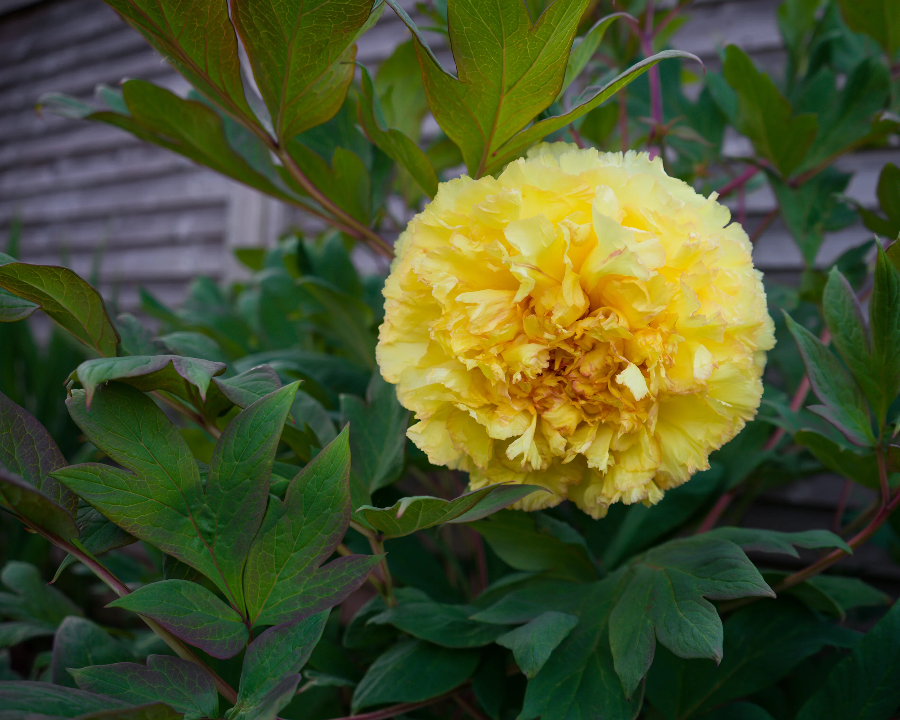 Paeonia 'Yellow Crown XXL' - Image 3