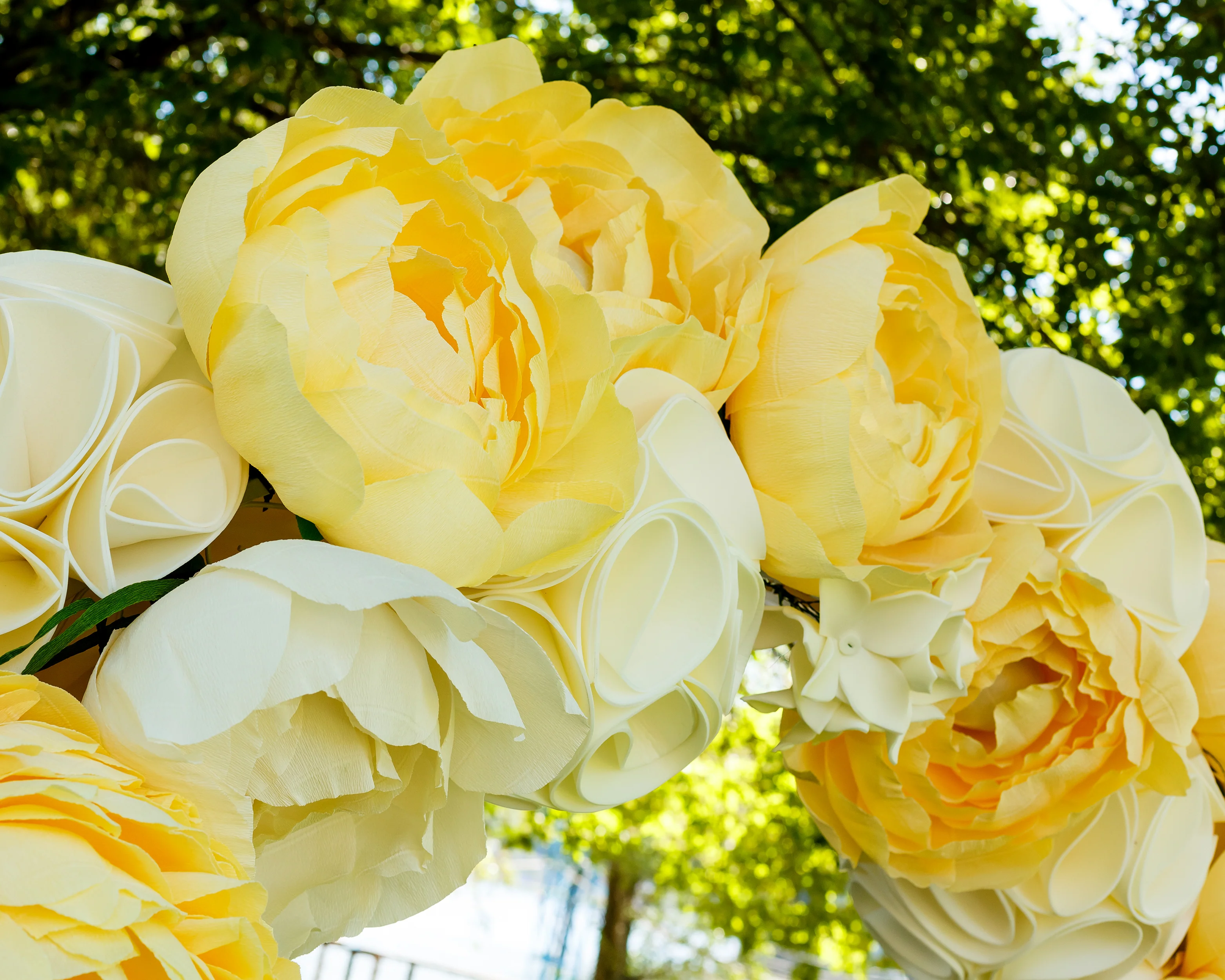 Paeonia 'Yellow Crown XXL' - Image 4
