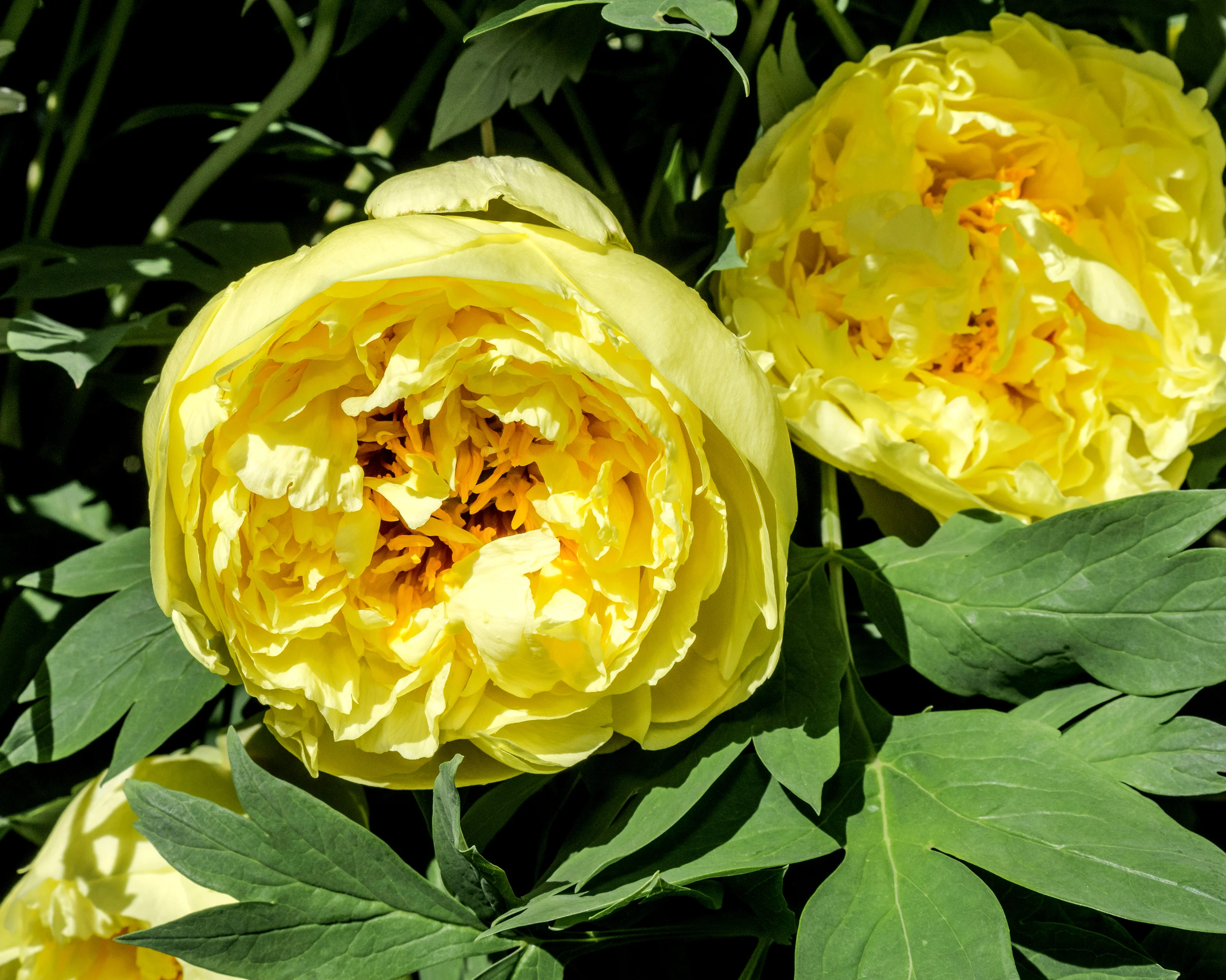 Paeonia 'Yellow Crown XXL' - Image 5