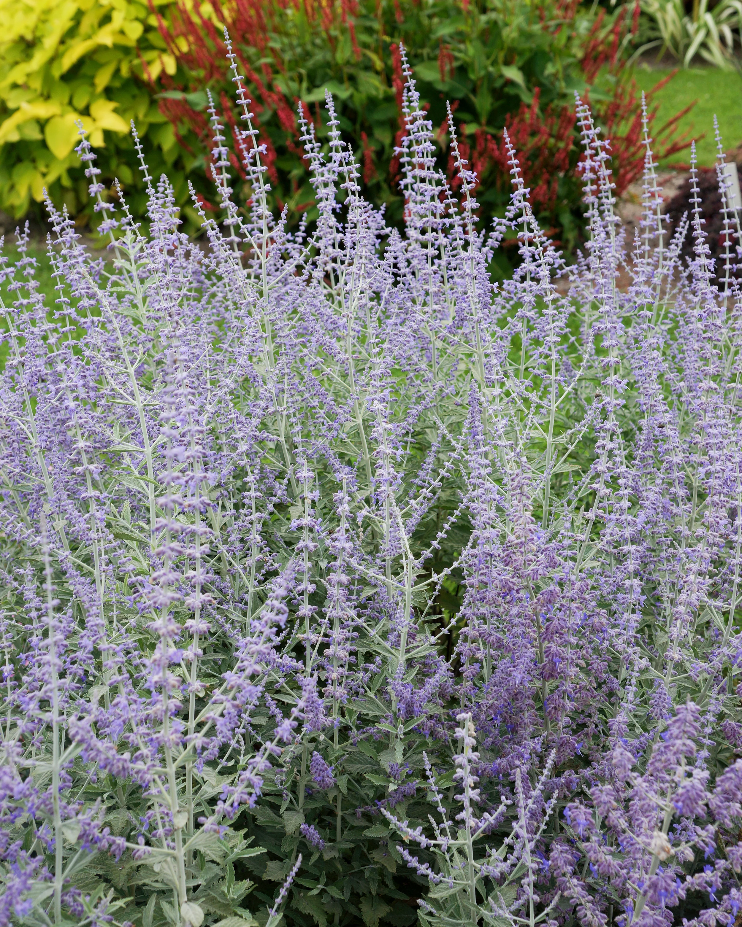 Perovskia 'Silvery Blue' - Image 3