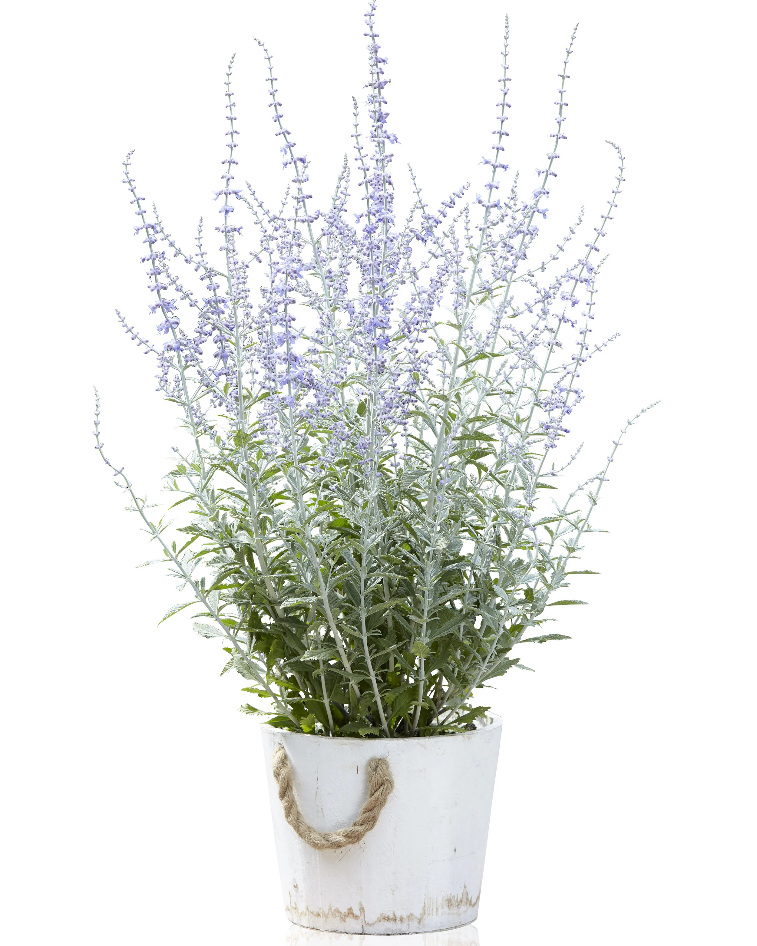 Perovskia 'Silvery Blue' - Image 6