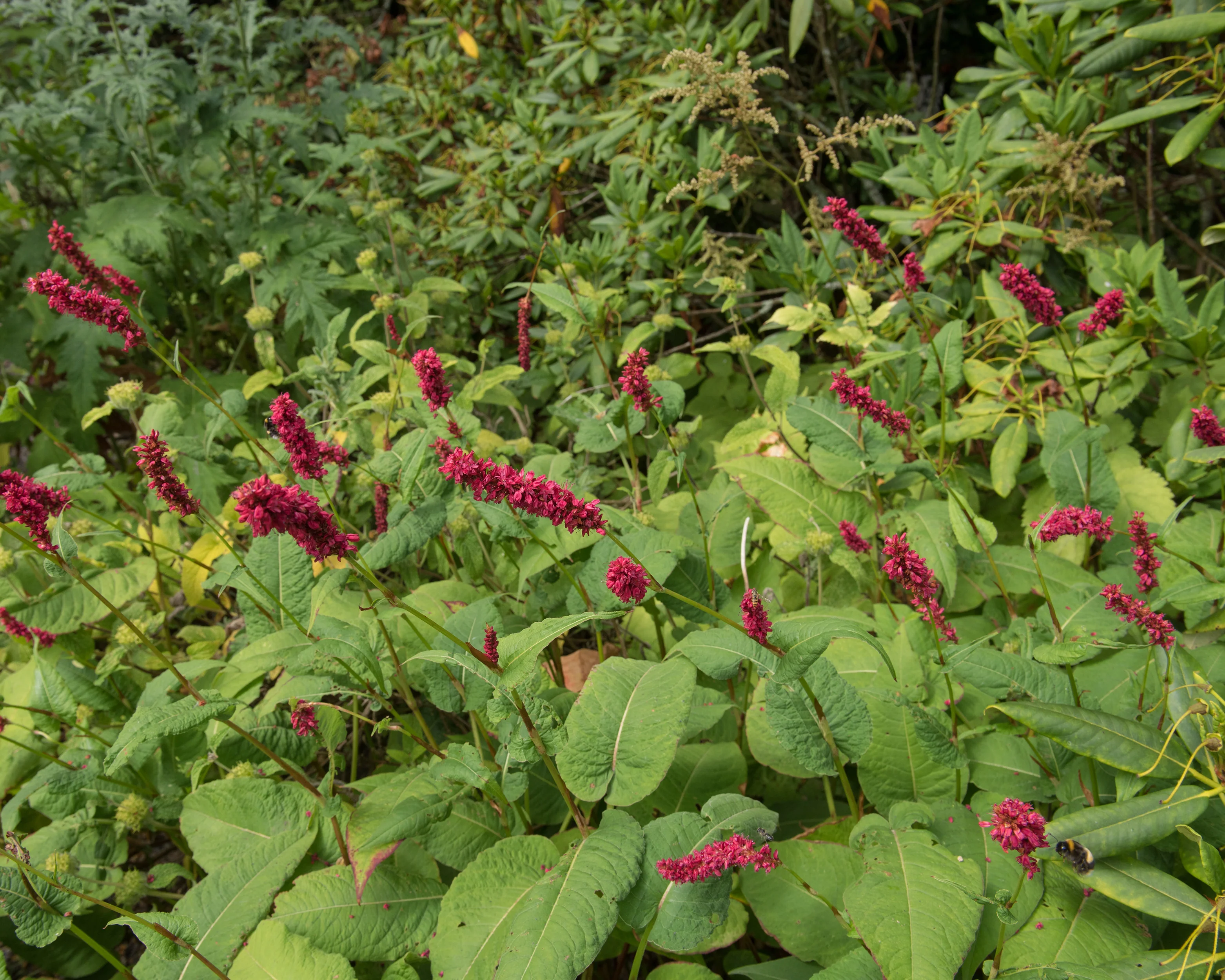 Persicaria 'Fat Domino' - Image 4