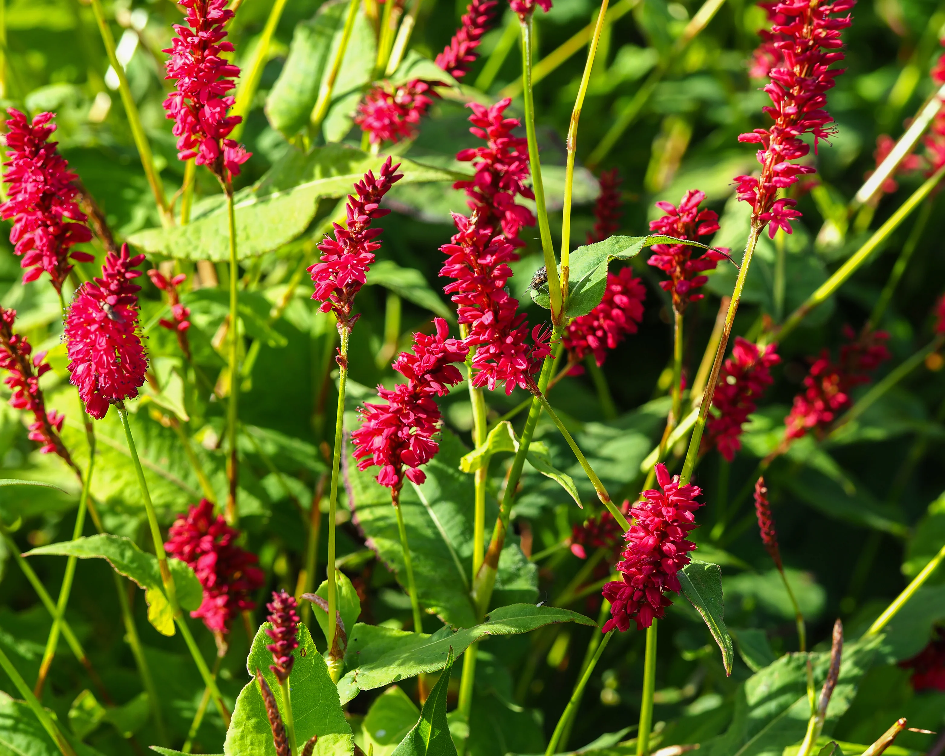 Persicaria 'Fat Domino' - Image 5