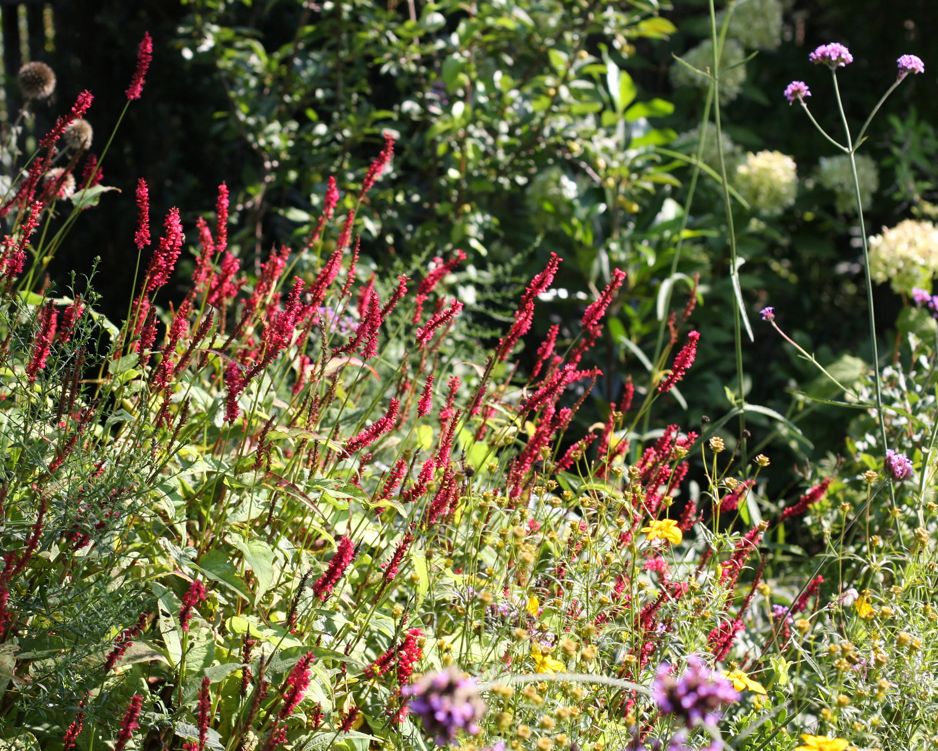 Persicaria 'Fat Domino' - Image 6