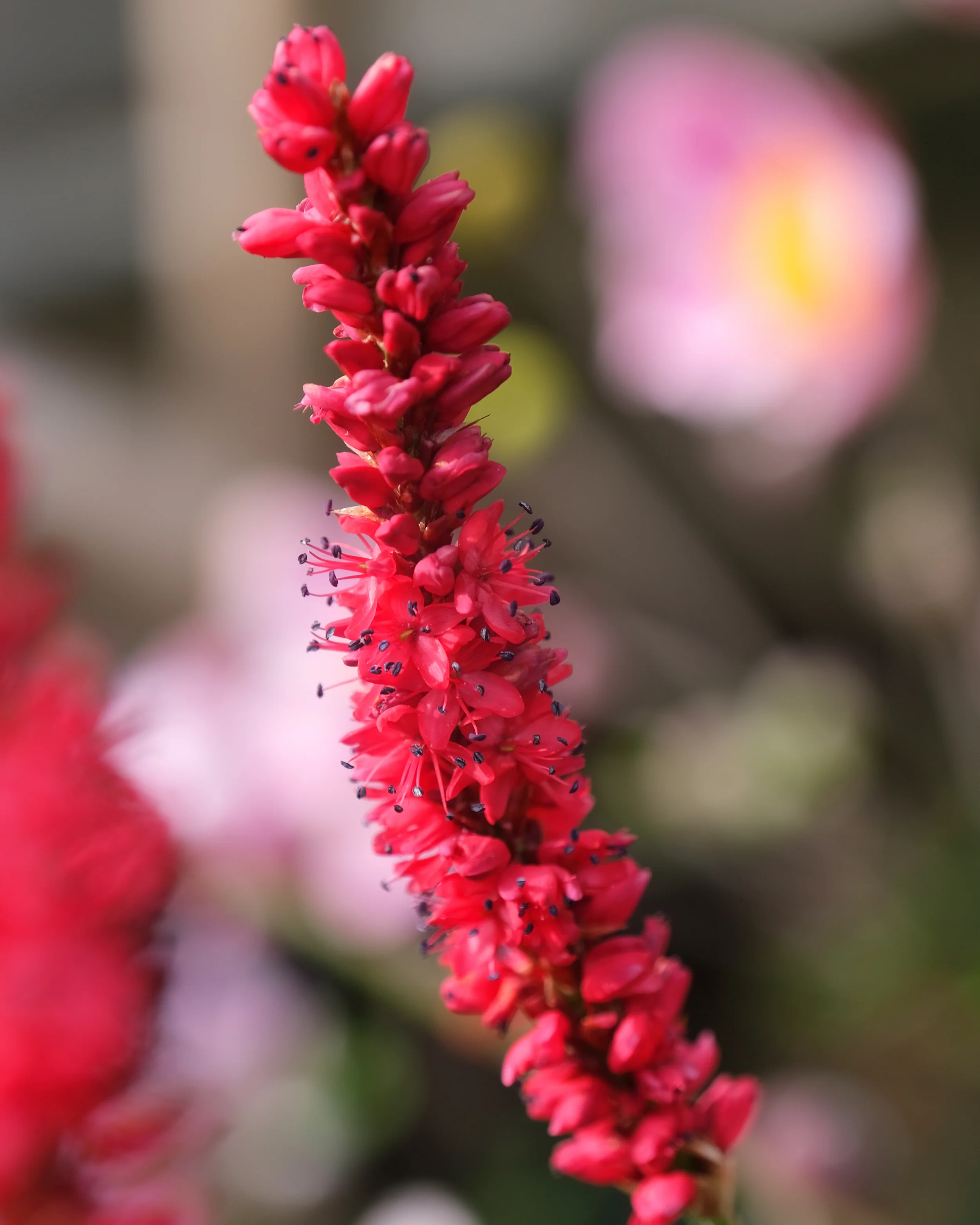 Persicaria 'Bloody Mary' - Image 12