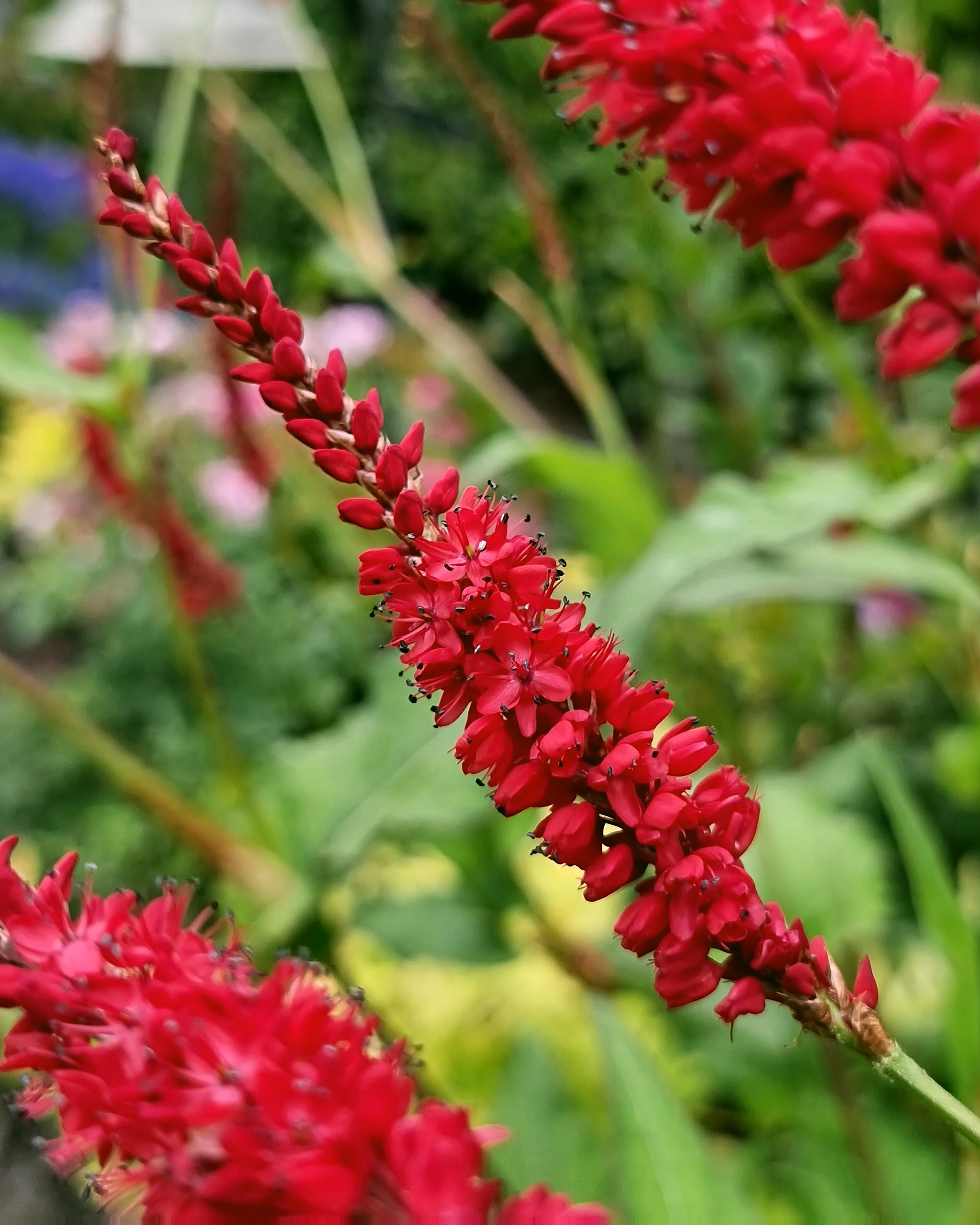 Persicaria 'Bloody Mary' - Image 3