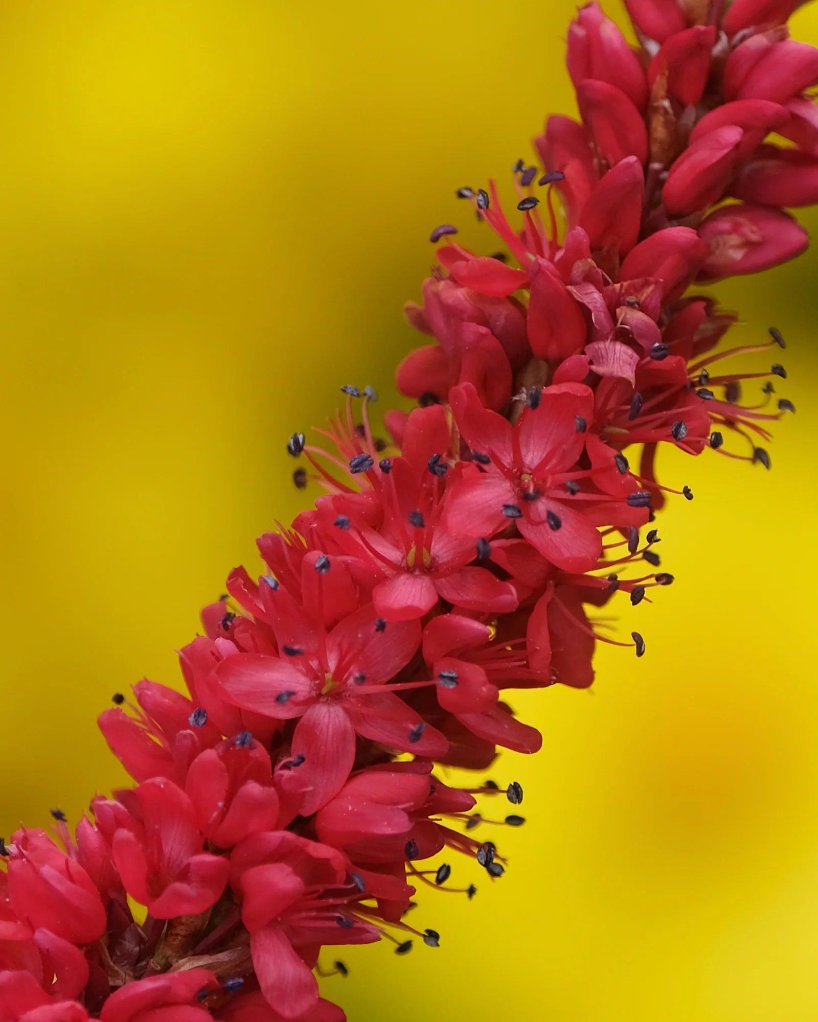 Persicaria 'Bloody Mary' - Image 8