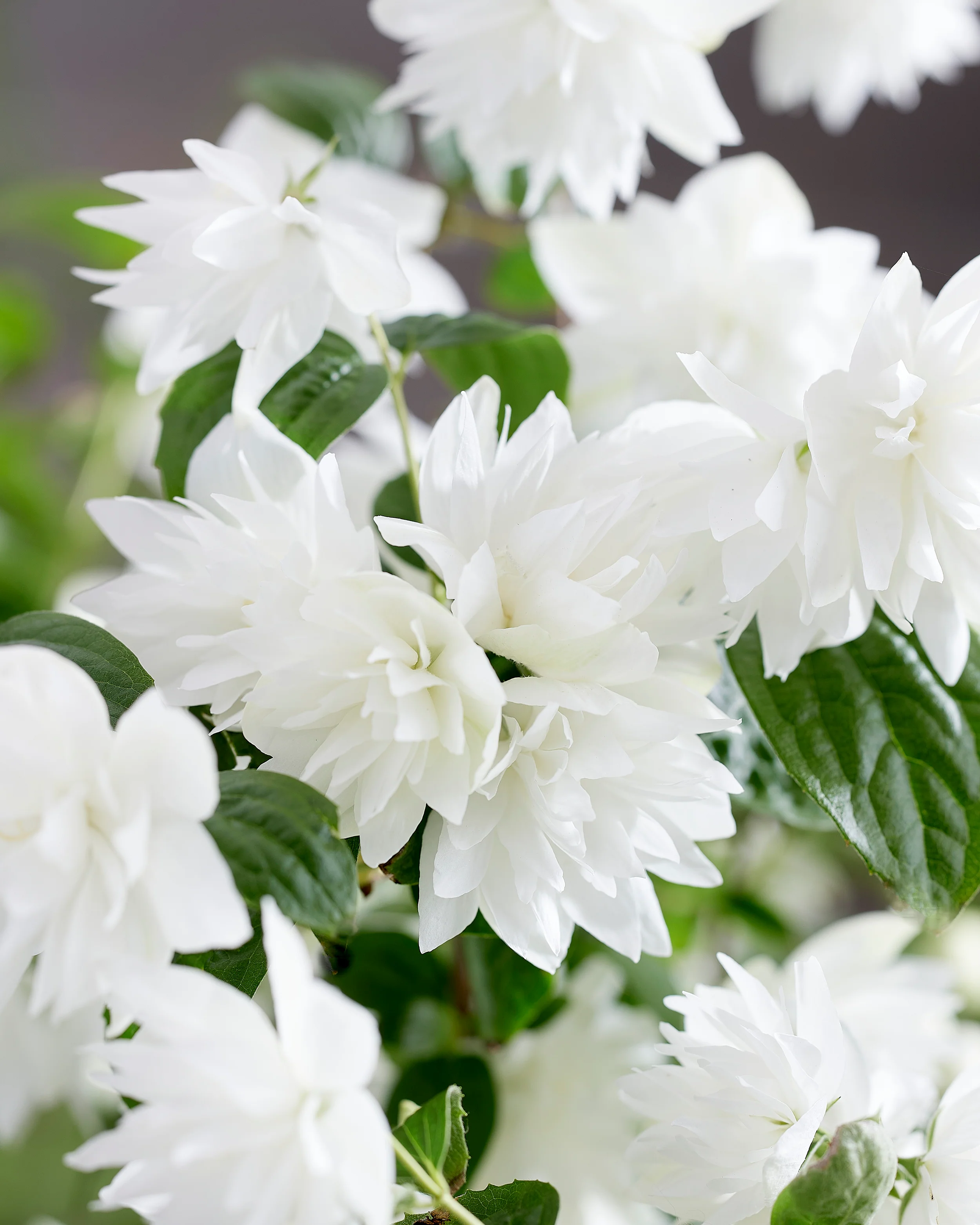 Philadelphus 'Pearls of Perfume' - Image 2